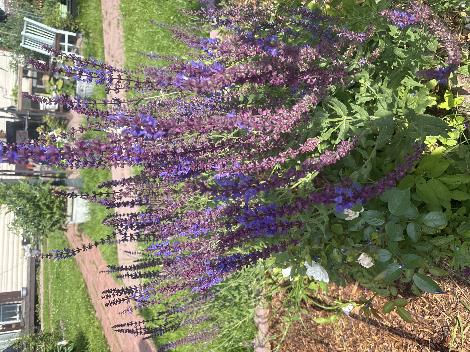 In the foreground, a cluster of tall, purple salvia flowers with some faded pink and white roses at their base is visible. The flowers are densely packed on tall stems. The background shows a well-maintained garden area with green grass, a reddish-brown brick path, a light-colored wooden deck with a house behind it, and a white Adirondack chair. The scene suggests a sunny day in a suburban or rural setting, likely a backyard in Лотос Снт (марьино), Russia, given the typical appearance of such gardens and the presence of common garden plants. No people are present in the image.