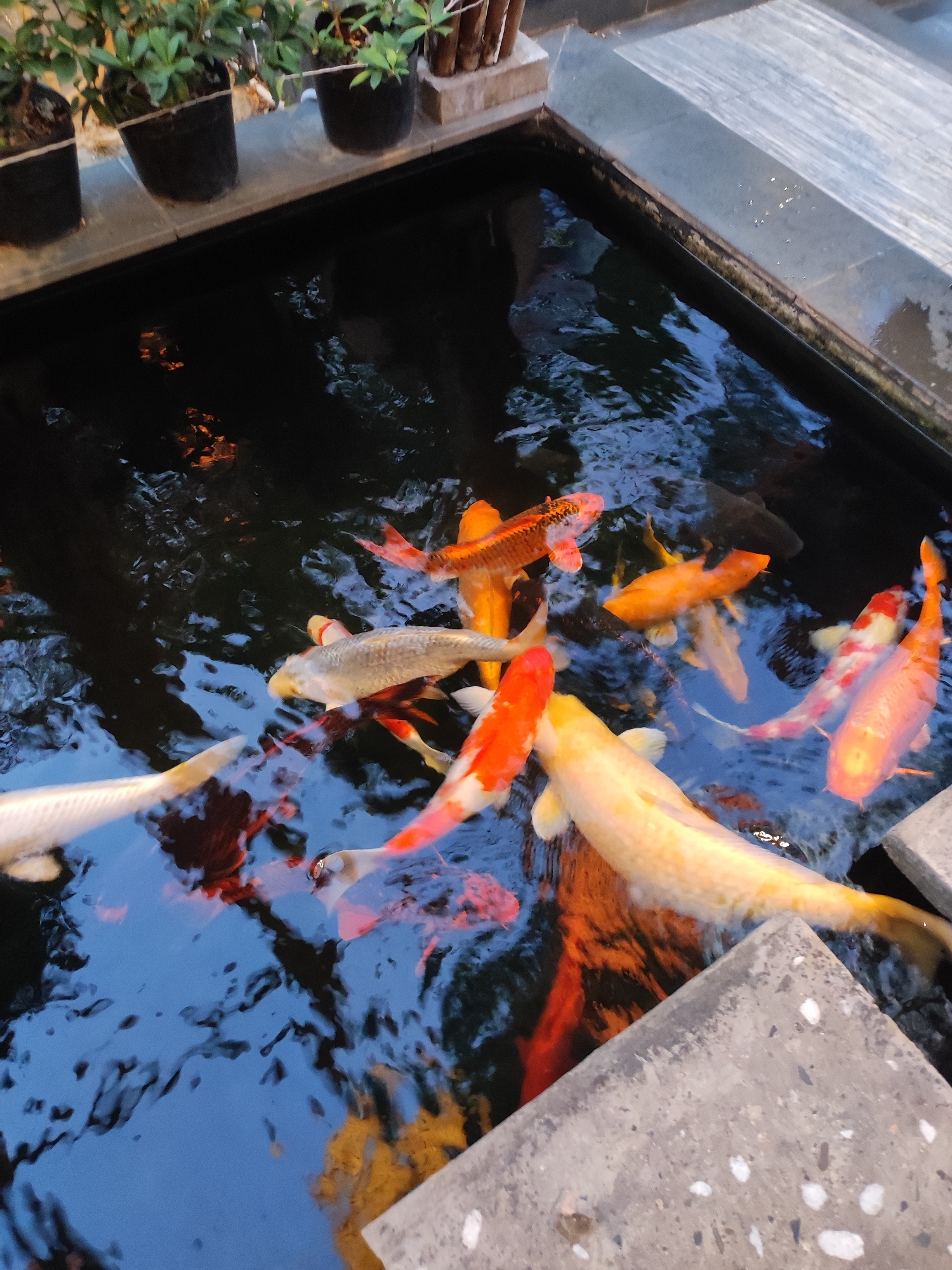 This media file captures a close-up, high-angle shot of a koi pond teeming with various koi fish. The pond is rectangular and appears to be an outdoor feature, possibly in a garden or courtyard setting. The water is dark and reflective, showing ripples and the distorted colors of the fish swimming beneath the surface.
Several koi are prominently visible, exhibiting a range of colors including white, orange, red, and yellow, with some displaying mottled patterns. A few of the fish are large and robust, while others appear smaller. The fish are in various states of movement, some appearing to swim towards the viewer, others oriented away. The surface of the water reflects the surrounding environment, including what appears to be potted plants on a raised ledge above the pond. The ledge seems to be made of grey stone or concrete, and there are also sections of grey concrete visible at the edge of the pond, suggesting a man-made structure.
The lighting suggests it might be late afternoon or early evening, with a warm, ambient light that creates reflections on the water. The overall mood is tranquil and serene, focusing on the natural beauty of the koi and their aquatic environment. There is no visible text in the image. The location context provided is Nha Trang, Vietnam, which is consistent with the tropical plant life and the style of outdoor water features sometimes found in such regions.