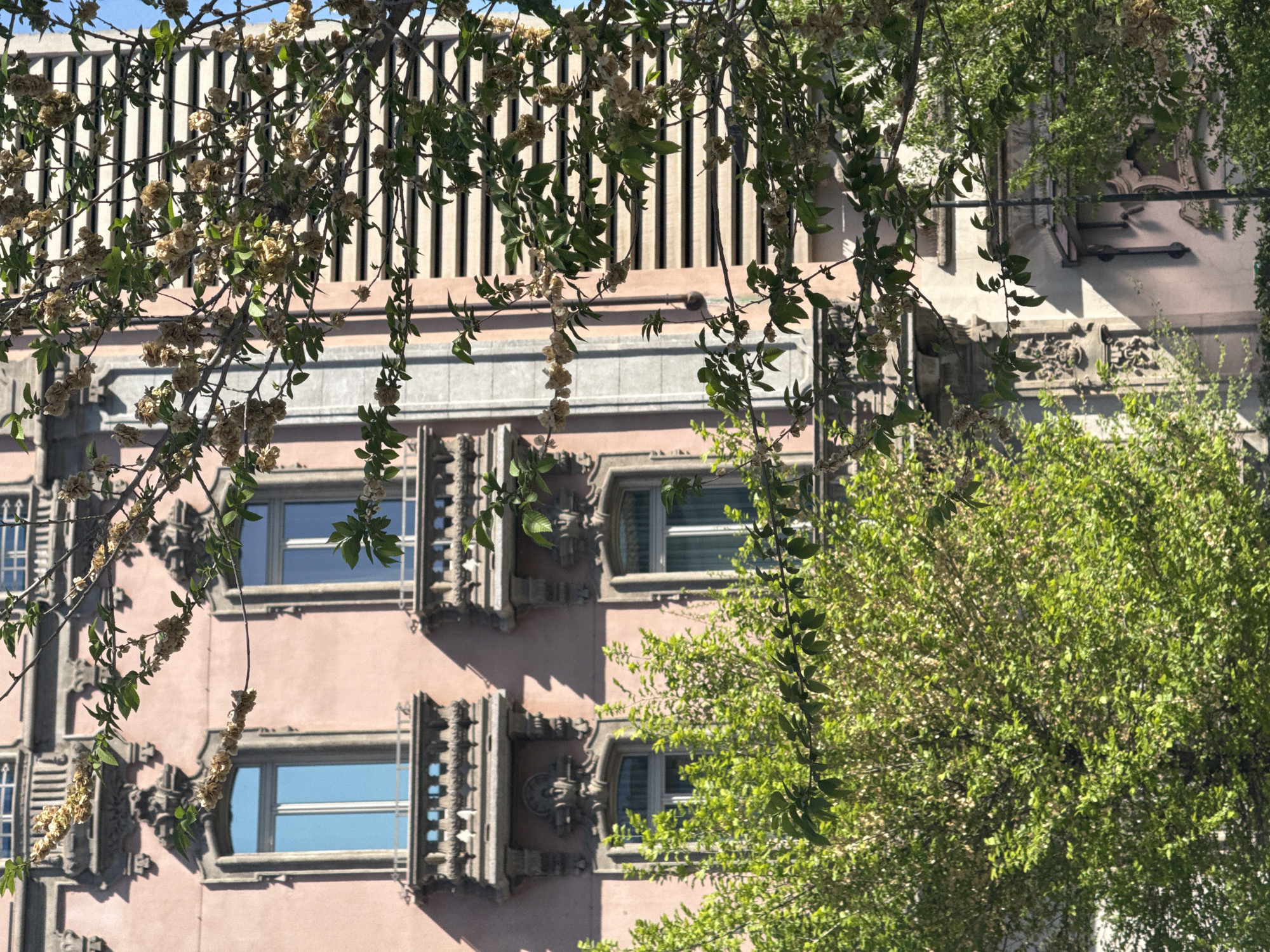 The image shows a building in Milan, Italy, with a pink facade and ornate window frames. The building has multiple floors with windows that reflect the blue sky. Some windows have external shutters. Part of the building's facade is decorated with carved elements. A tree is in the foreground, partially obscuring the view of the building. The branches of the tree are laden with green leaves and dry blossoms. The sky is visible in the upper part of the frame.