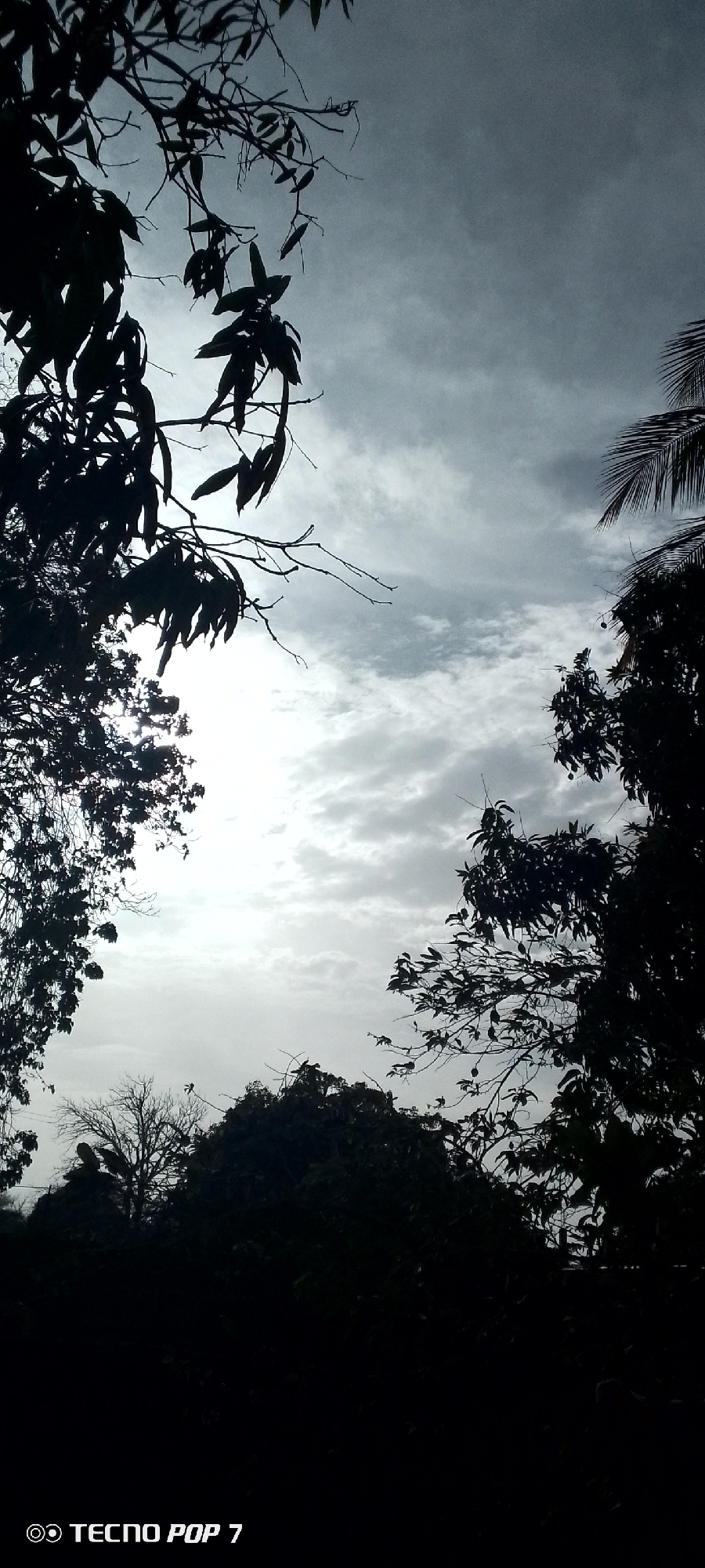 This vertical photograph, captured in Altagracia, Venezuela, presents an upward perspective of a heavily clouded sky framed by the silhouettes of various trees and foliage. The sky exhibits diffuse grey and white cloud formations, with a prominent bright, obscured light source in the lower central area, creating a strong backlight effect. Silhouetted elements include dense leafy branches originating from the upper left, sparse branches with some leaves in the upper center, and a segment of a palm frond along the upper right edge. The lower section of the image features a dark, dense tree canopy, and a silhouetted, bare deciduous tree is discernible further back on the lower left. The scene is devoid of human presence or overt man-made objects, with the exception of the 'TECNO POP 7' watermark located at the bottom left.