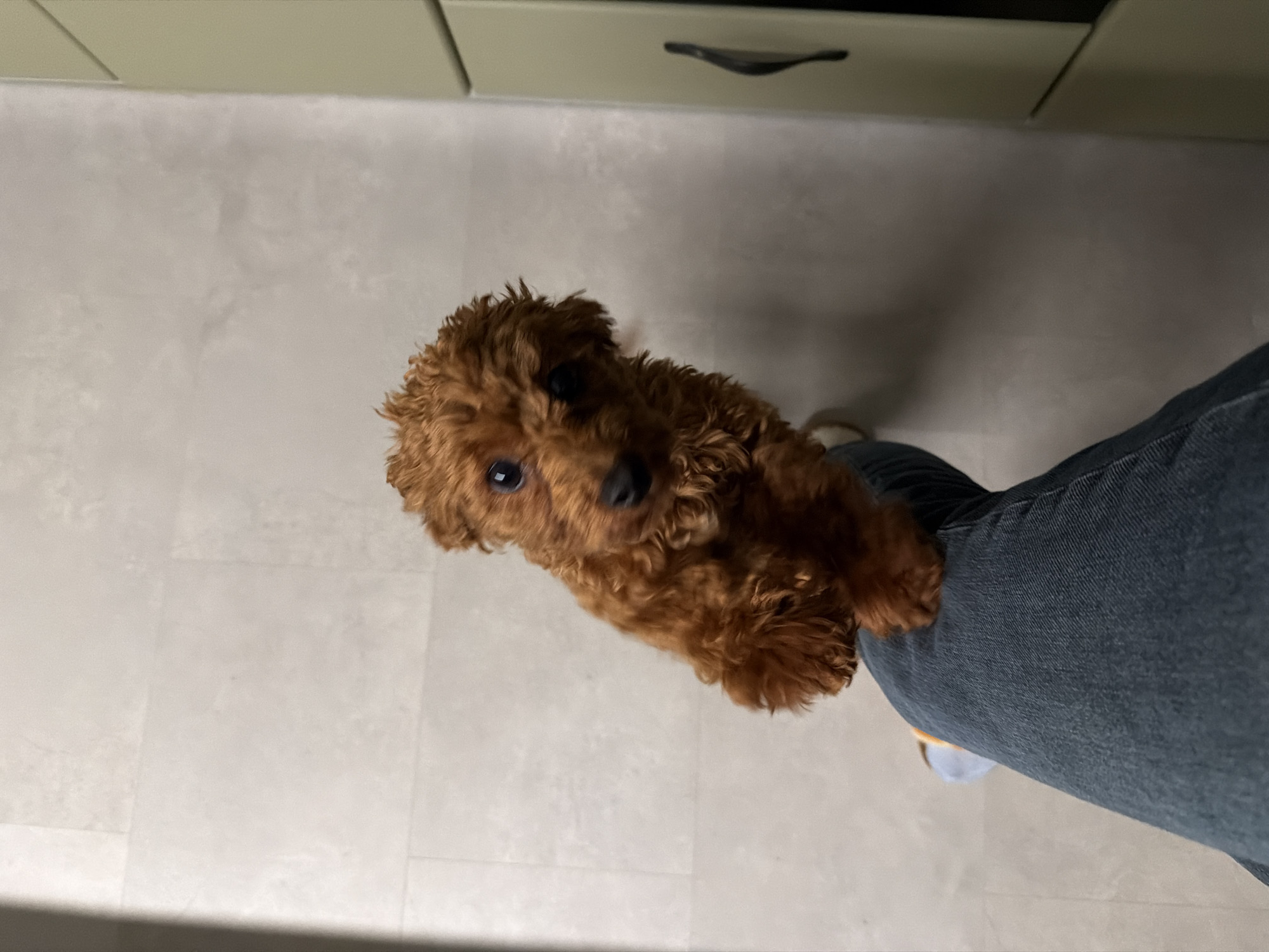 A small, fluffy, brown toy poodle is being held up by its owner. The dog is positioned in the center of the frame, looking up towards the camera with its head tilted. Its fur is curly and appears well-groomed. The owner's legs, clad in dark blue denim jeans, are visible supporting the dog. The background shows a light-colored tiled floor and a section of kitchen cabinets above. The lighting suggests an indoor setting, likely during the day. The dog's gaze and posture convey a sense of curiosity and engagement. No visible text is present in the image. The scene appears to be set in Sofia, Bulgaria.