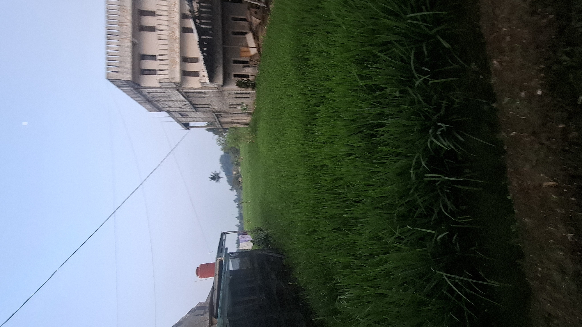 The image depicts a view of a lush green rice paddy field in Rahong, Indonesia, under a pale, overcast sky. A multi-story building, constructed with concrete blocks and featuring a decorative crenellated top, dominates the right side of the frame. In the foreground, a darker, lower structure with a dark mesh covering and a red water tank on its roof is visible on the left. The rice field stretches into the distance, with a solitary palm tree standing against the horizon. Power lines crisscross the sky, and a faint, pale circle, possibly the moon, is visible high in the sky. The scene appears to be an outdoor, rural setting, likely in the morning or evening due to the soft light. There are no people visible in the image.