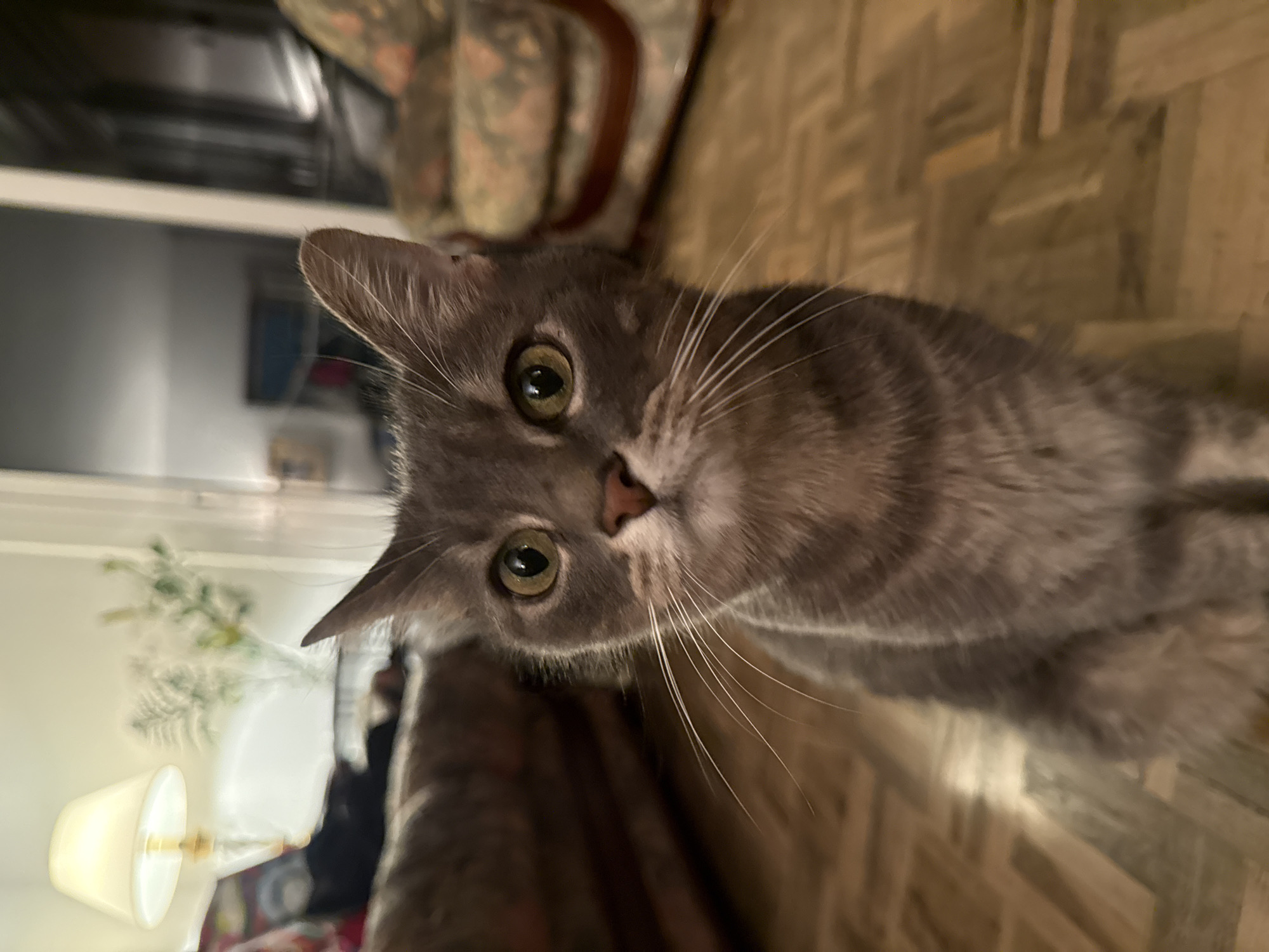 A close-up, slightly angled shot of a gray tabby cat with green eyes. The cat is the main subject and is looking directly at the viewer with a curious expression. Its whiskers are long and white, and its fur appears soft and patterned.
The background is blurred, but several elements can be discerned. The floor has a parquet pattern. A piece of furniture is visible, as well as part of a lamp with a white shade. There is no indication of the photo's location being in Barcelona, Spain.