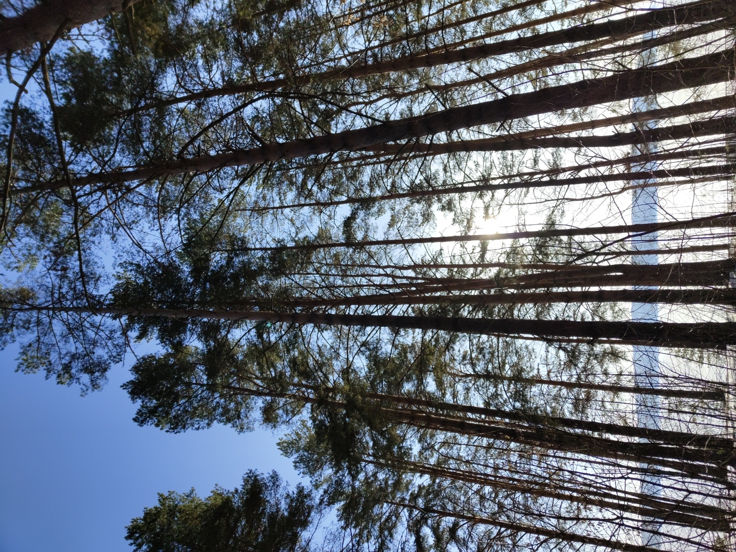 The image shows a view looking upwards through a dense stand of tall trees. The tree trunks are straight and parallel, stretching vertically across the frame. The branches and foliage are visible against a bright, blue sky. Light filters through the branches, creating a dappled effect. A bright light source, likely the sun, is partially obscured by the trees. Based on the context of the location, Chaikovsky, Russia, this could be a pine or mixed forest. The image provides no information about the presence or actions of people or interactions, if any.