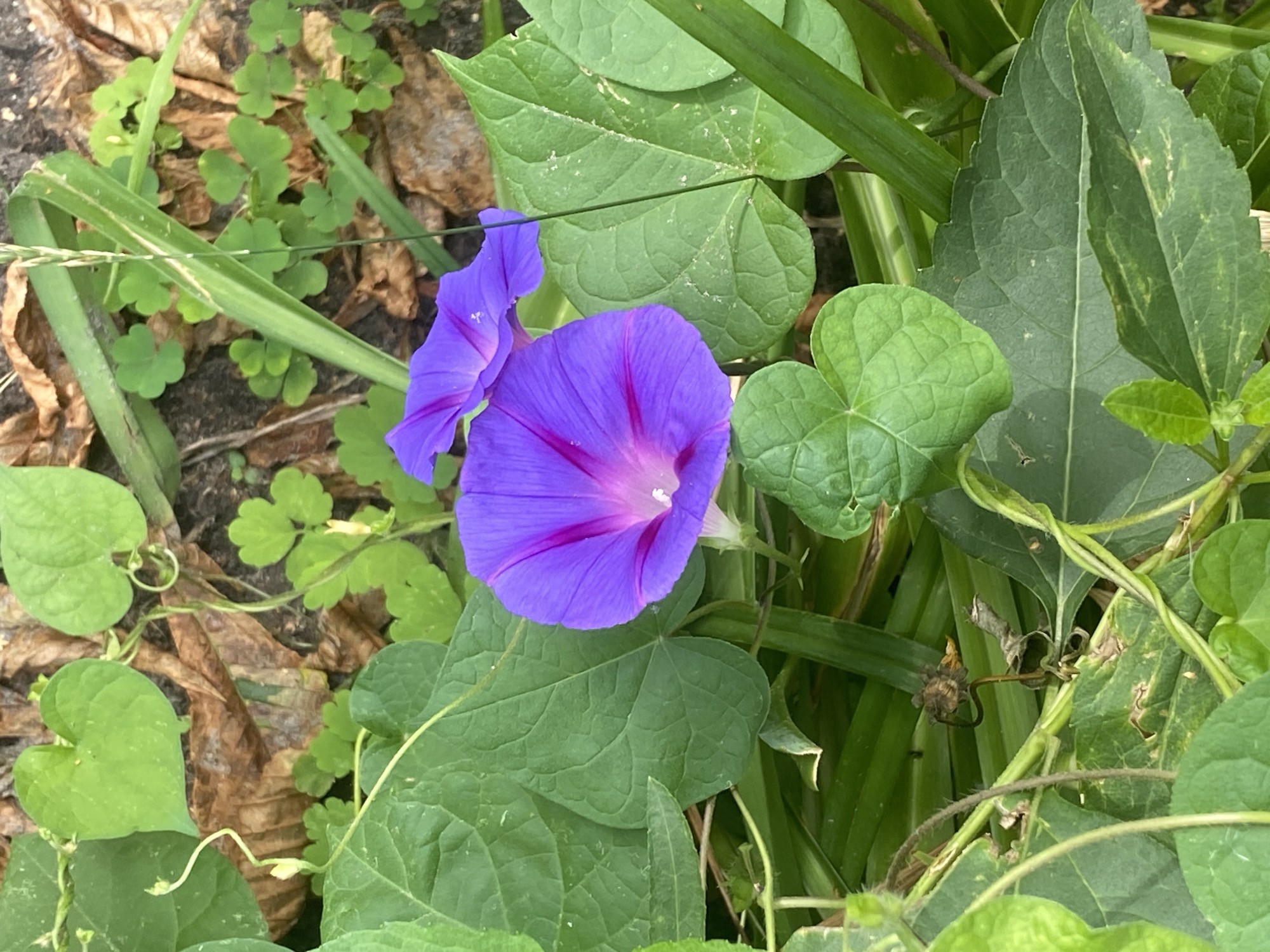 The image shows a close-up view of two purple morning glory flowers in bloom, surrounded by lush green leaves and some dry, brown foliage. The flowers are the main subjects, with one fully open and prominent in the foreground, displaying vibrant purple petals with darker purple veins radiating from the center. A second, partially visible flower is positioned behind and to the right of the first. The surrounding leaves are heart-shaped and varied in size, some appearing glossy and others slightly dull. The ground is covered with a mix of green vegetation and scattered dry leaves, suggesting an outdoor setting. The lighting appears natural, indicating it was taken during the daytime. There are no people, animals, or man-made objects visible in the scene. The environment suggests a garden or natural green space, possibly in Poltava, Ukraine, given the prompt's context.