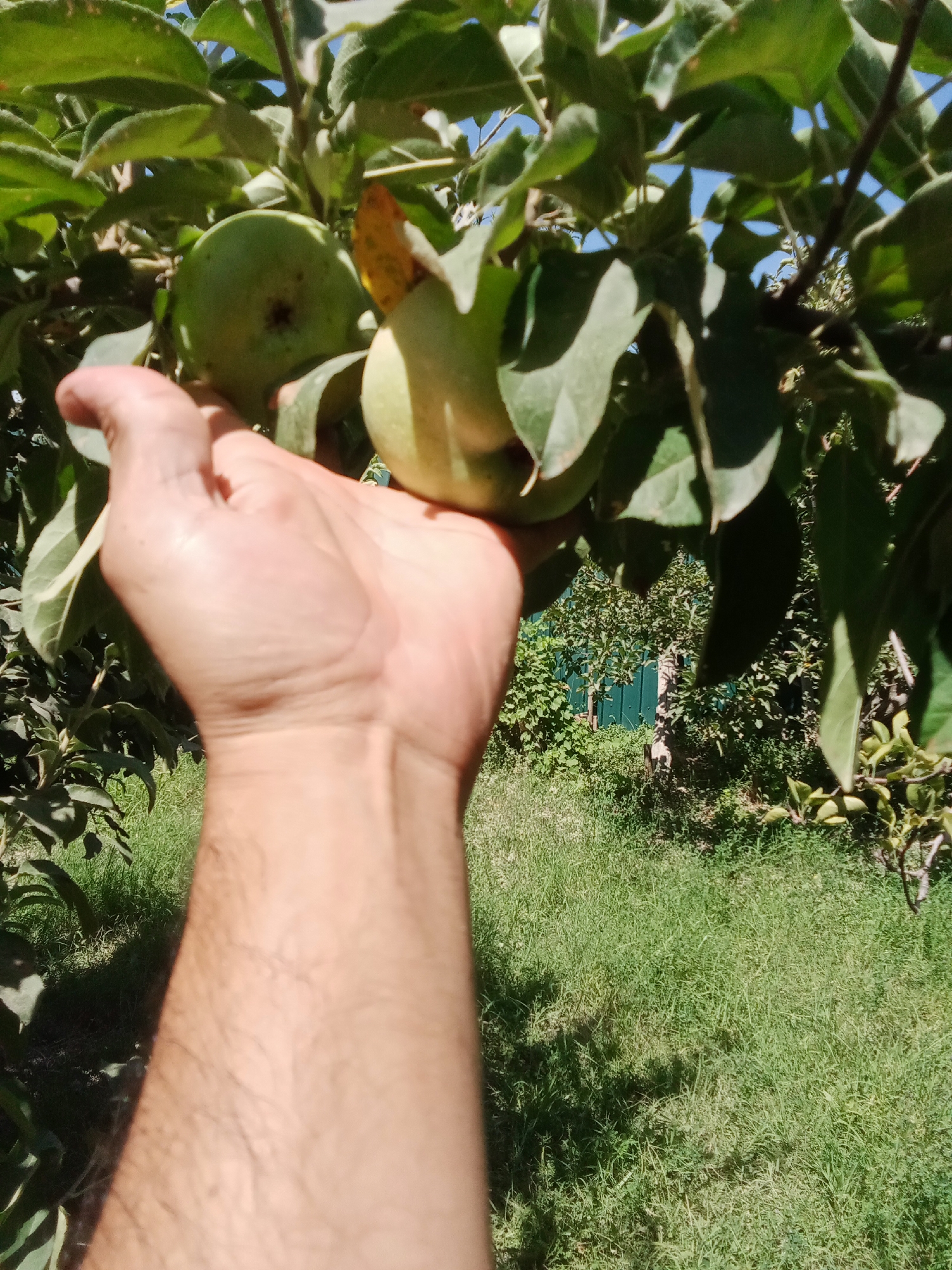 The image captures a first-person perspective of a human hand reaching for a green apple hanging from a tree. The hand is positioned in the lower center of the frame, with the arm extending downwards out of view. The apple, along with other foliage, is in focus and occupies the upper portion of the image. The background reveals a sunlit grassy yard with a green fence visible in the distance. The overall setting suggests an outdoor scene, likely a garden or orchard, consistent with the city of Karagana, Uzbekistan, given the presence of apple trees and a rural-like environment.