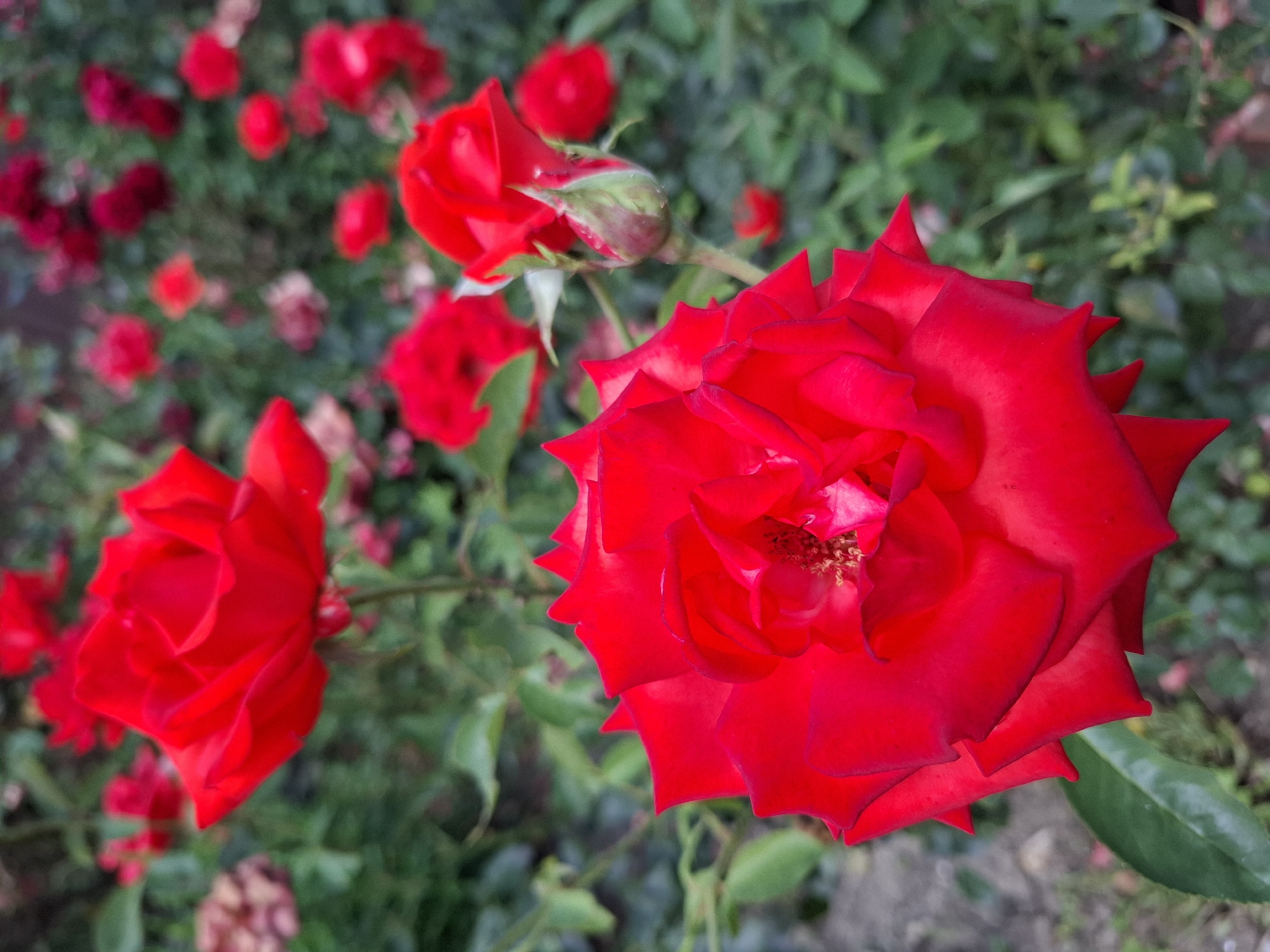 The image shows a close-up of a vibrant red rose in full bloom, with several other red roses and rose buds in the background, all set against a backdrop of green foliage. The focus is on the intricate details of the foreground rose's petals, which are slightly ruffled and have a velvety texture. The lighting suggests it's daytime, possibly outdoors in a garden or park. There is no indication of the specific location within Korenovsk, Russia, as the image provides no identifying landmarks or signage. The scene is serene and natural, with no people or actions depicted.
