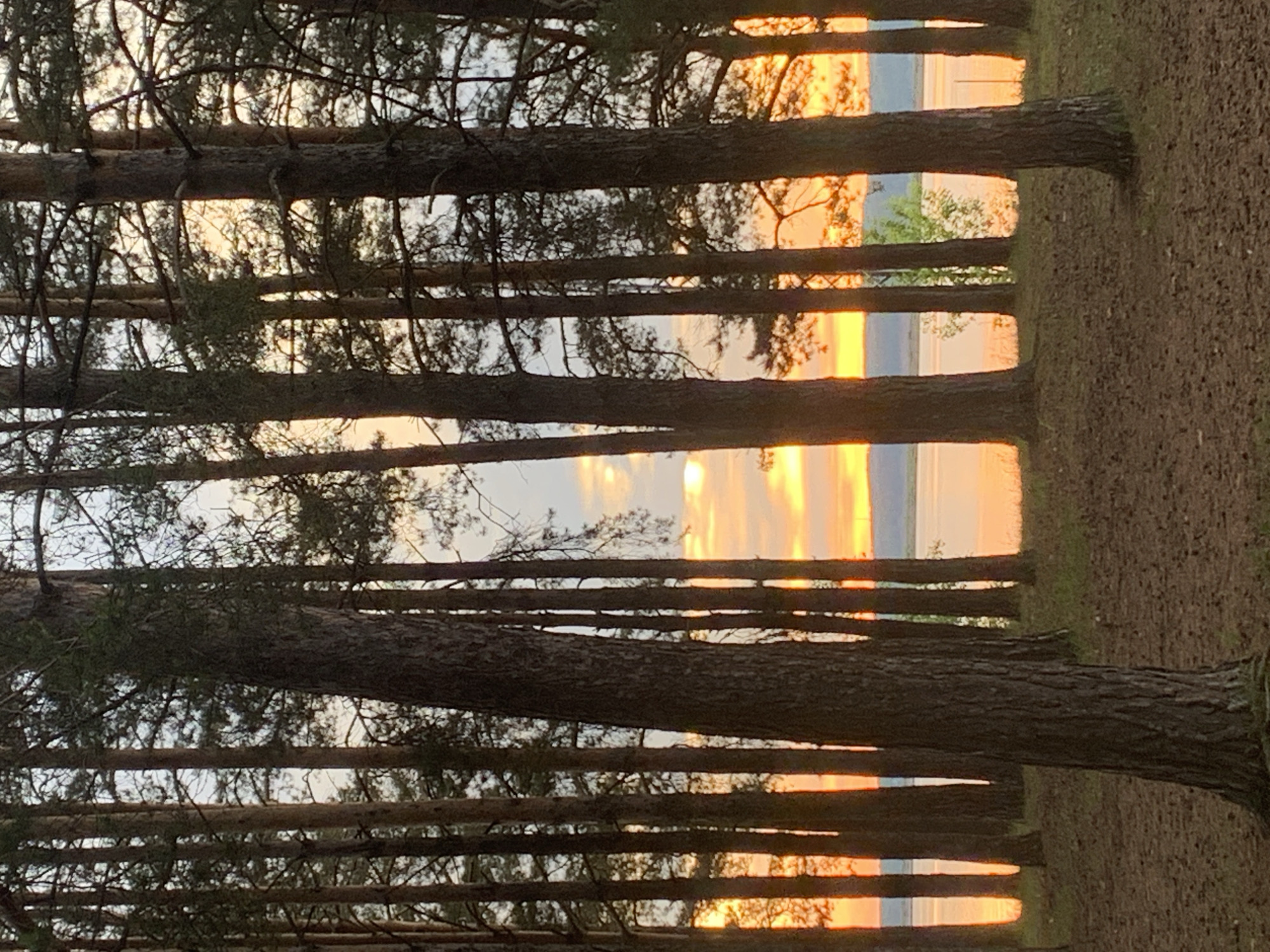 The image shows a forest scene in Chaikovsky, Russia, at sunset. The viewpoint is low, looking through the trees towards a body of water. The trees are tall and thin, with their trunks and branches visible in the foreground. The sunset casts a warm, golden light between the trees, illuminating the sky and reflecting on the water. The ground is covered in dry leaves and pine needles. There are no people or animals visible in the scene. The scene evokes a sense of peace and tranquility.