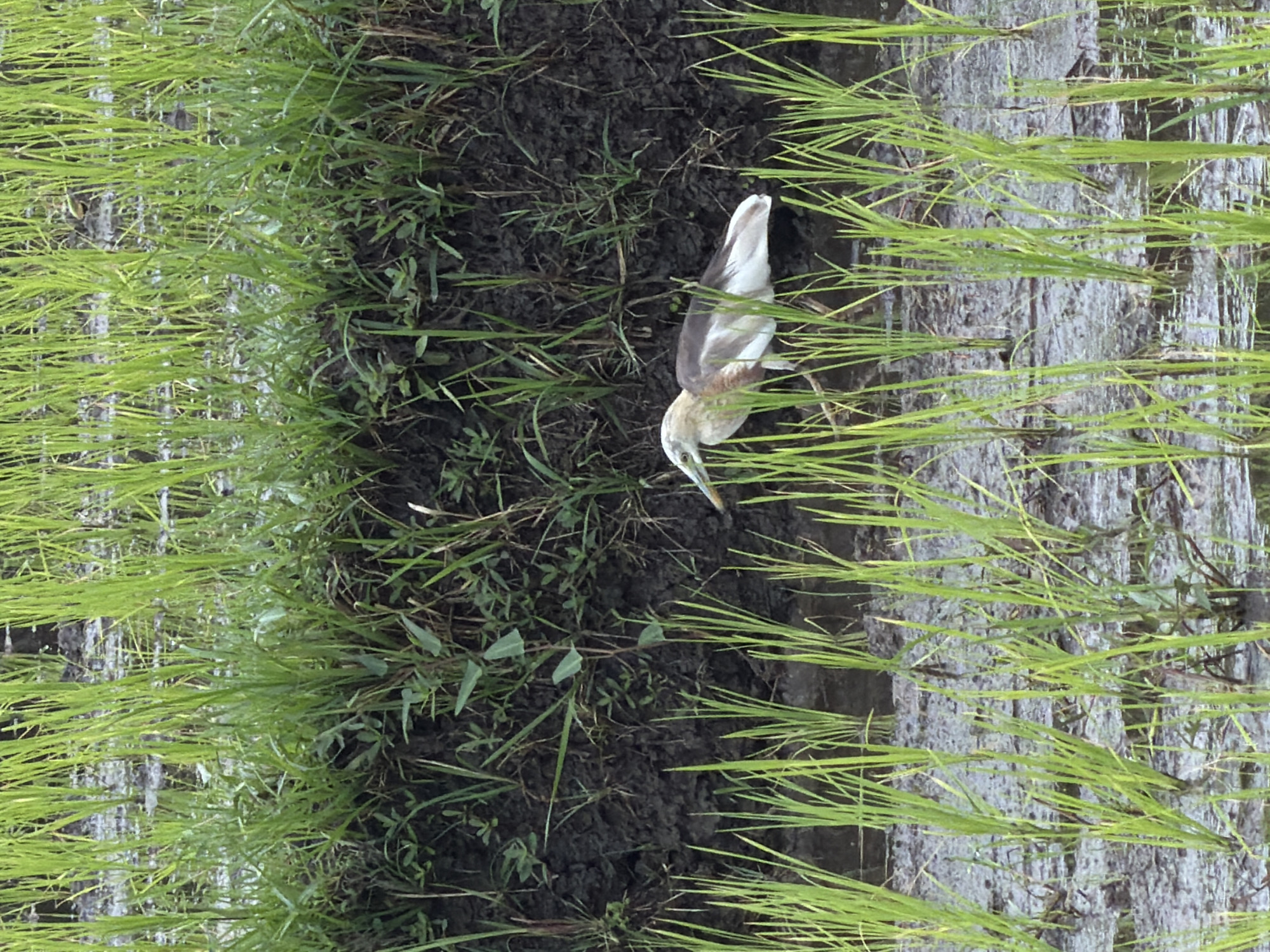 In Mengwi, Indonesia, a solitary heron stands in a flooded rice paddy. The bird, with its pale yellow and white plumage, is positioned to the right of the frame, partially obscured by the vibrant green stalks of young rice plants. Its long, slender beak is slightly open, suggesting it is in the process of foraging or drinking. The background consists of a muddy embankment covered with vegetation, and the foreground is filled with the shallow, murky water of the paddy, reflecting the surrounding greenery. The overall scene depicts a natural habitat, likely a rural area where agriculture is prevalent, common in the Bali region of Indonesia.