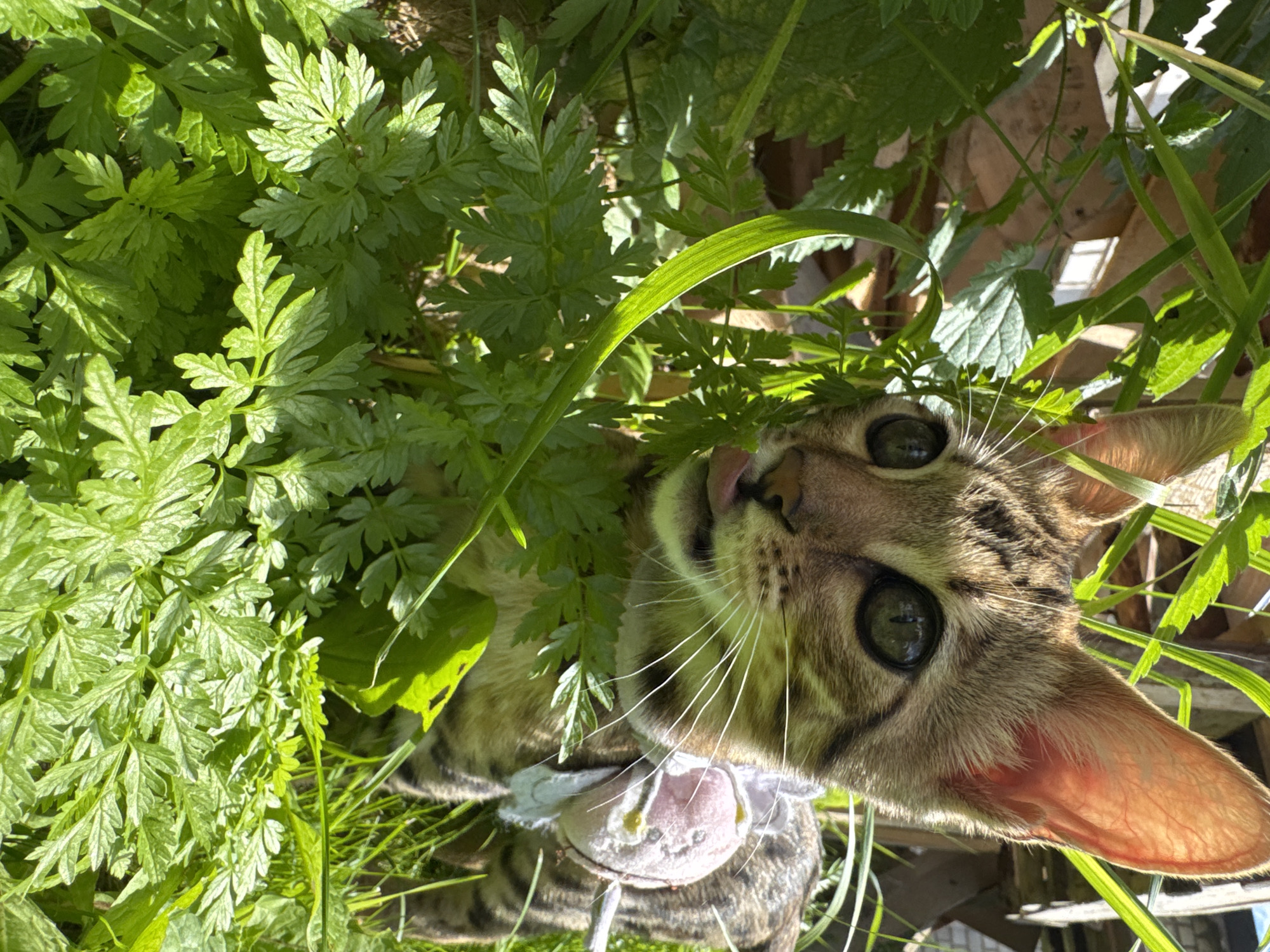 An outdoor, eye-level, medium shot features a young tabby cat positioned in dense green foliage on a sunny day. The cat, facing right with its head turned slightly toward the camera, is partially obscured by leaves. Its left eye is clearly visible, a large, round, dark pupil with a green iris. The cat's pink tongue is visible, extended as if licking its lips. A light-colored bow, possibly a collar, with pink accents is tied around its neck. Its body, visible from the chest back, displays distinct tabby markings. The background includes blades of grass and out-of-focus wooden structures, suggesting a garden or backyard setting. The lighting indicates bright sunlight, casting shadows and highlighting the textures of the leaves and the cat's fur. No specific location in Rzhev, Russia, can be determined from the visual information provided.