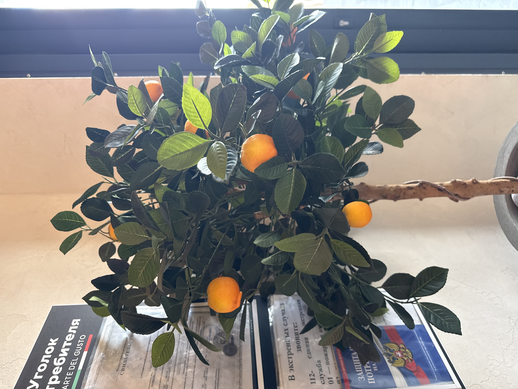 An artificial orange tree with several bright orange fruits and dark green leaves is positioned in the foreground, obscuring some documents on a wall. The documents are in Russian and appear to be official certificates or notices. The wall is painted a light beige color. To the right, a dark vertical line, possibly a window frame or door, and a bright light source suggest an outdoor or well-lit indoor space. The image is a medium shot, focusing on the tree and the immediate background.