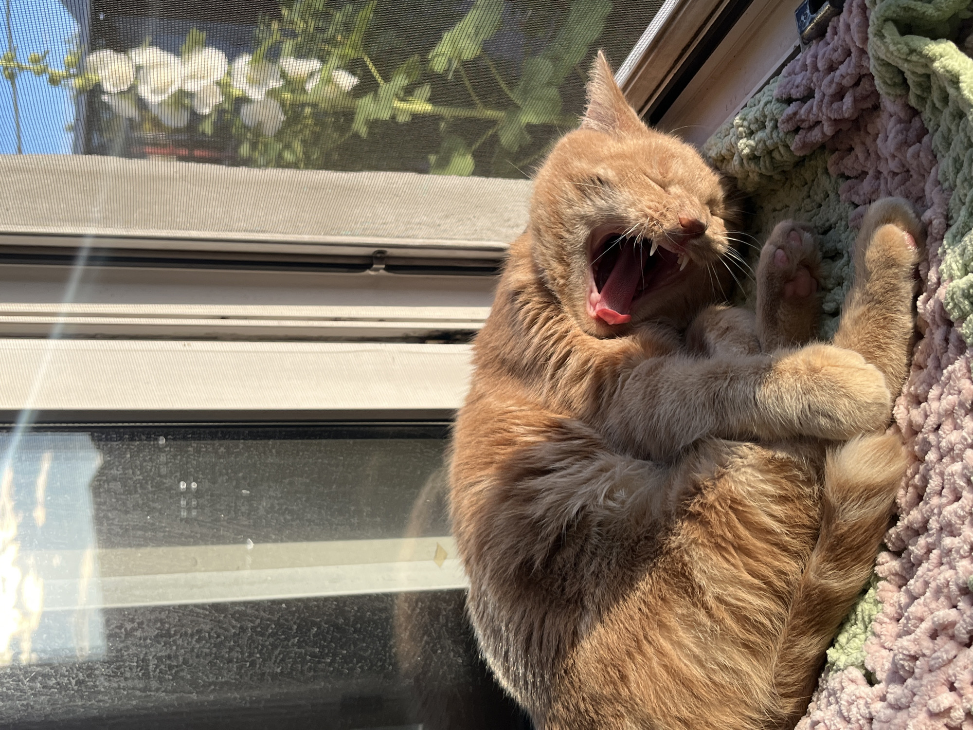 An orange tabby cat is captured mid-yawn while lounging on a windowsill. The cat's mouth is wide open, revealing its pink tongue and sharp teeth. Its eyes are closed, suggesting a moment of deep relaxation or sleepiness. The cat is curled up on a soft, textured blanket in shades of pink and green. Sunlight streams in from the window, casting a warm glow on the cat's fur. In the background, through a window screen, white flowers and green foliage are visible, suggesting an outdoor scene. The window frame itself is a neutral color, and the glass reflects the bright daylight. The overall impression is one of peaceful contentment, with the cat enjoying a sunbeam and a cozy spot. The time of day appears to be sunny, likely daytime, given the strong light and shadows. There is no visible text in the image.