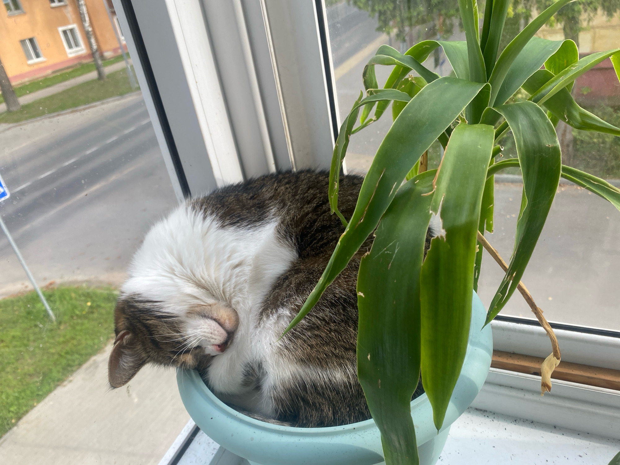 An adult cat is curled up asleep in a light blue plant pot, nestled among the leaves of a green plant. The cat, with brown and white fur, is positioned on its side, its head tucked into its body, and its pink tongue is slightly visible. The plant pot is situated on a windowsill. Outside the window, a street is visible, with a light-colored building on the left side of the frame and trees. The scene is likely in an urban or suburban environment in Machulishchy, Belarus, given the architectural style of the building and the presence of a paved road.