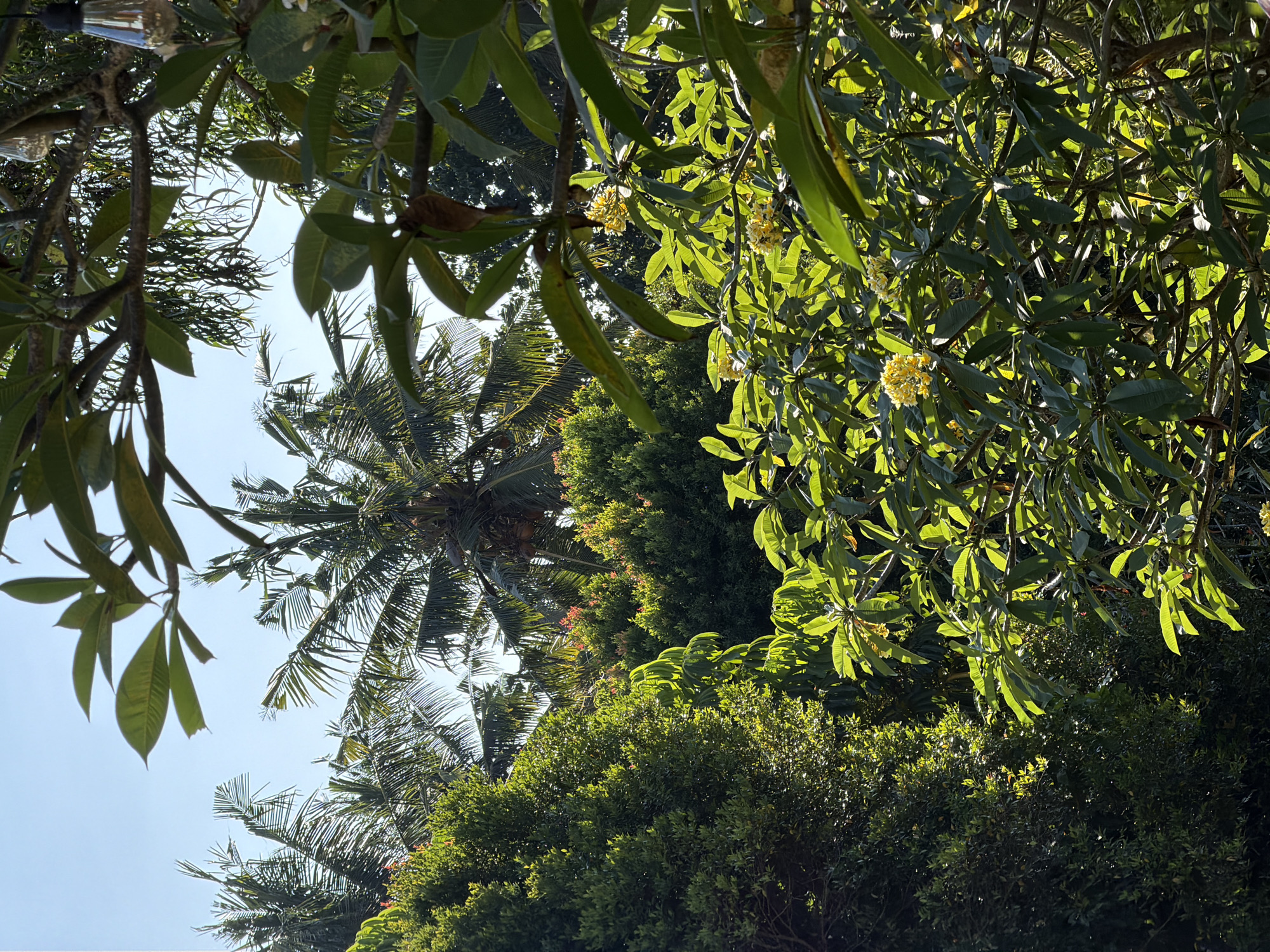 The scene depicts a dense tropical canopy in Mengwi, Indonesia, illuminated by strong, direct sunlight under a clear, light-blue sky. In the upper-left and central background, several tall palm trees with fronds are partially visible against the sky, one displaying clusters of coconuts. The left mid-ground features a voluminous tree or dense hedge with tightly packed, dark green foliage, receiving dappled sunlight. Toward the center-right, below the palm trees, a distinct cluster of green foliage with reddish-pink new growth or small flowers is present. The foreground and lower-right are dominated by a Plumeria (Frangipani) tree, characterized by large, oblong green leaves and clusters of vibrant yellow flowers. These leaves exhibit strong highlights and deep shadows, revealing prominent venation. Two decorative string lights, appearing as clear glass Edison-style bulbs with visible filaments, are suspended from a branch of the Plumeria tree in the upper-right quadrant. No human or animal subjects are present.