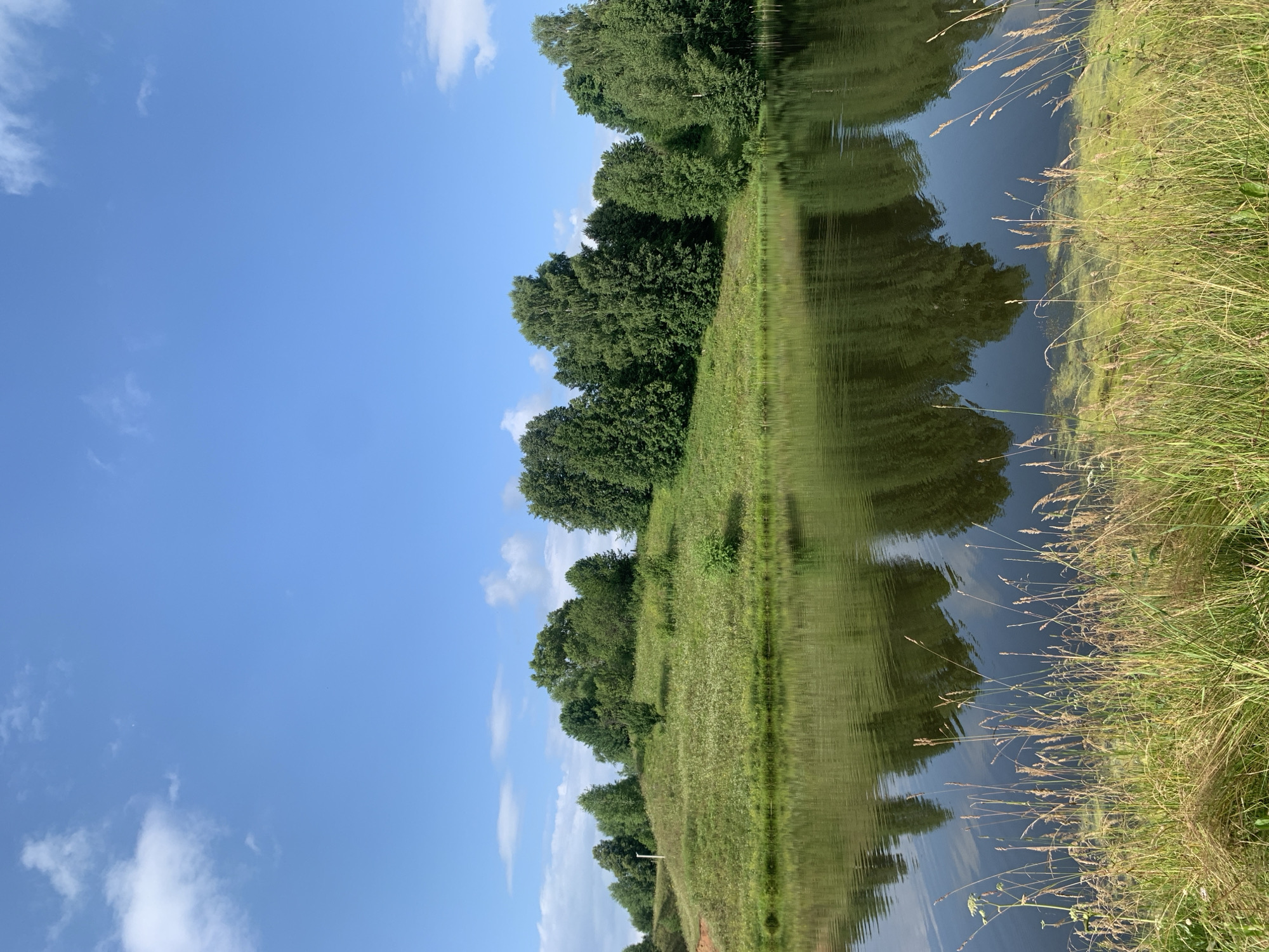 The image depicts a tranquil natural landscape. In the foreground, tall, dry grasses and some green foliage line the edge of a dark, reflective body of water. The water's surface mirrors the scene beyond, showing distorted reflections of trees and the sky. Behind the water, a gently sloping green hill is covered in lush grass and dotted with small white flowers, creating a meadow-like appearance. A line of diverse trees, including evergreens and deciduous varieties, forms a dense backdrop along the crest and side of the hill. The sky above is a bright, clear blue with scattered white clouds. The overall scene suggests a peaceful, rural setting, potentially a park or a natural preserve, in the vicinity of Zasechnyi, Russia. There are no people or animals visible in the image.