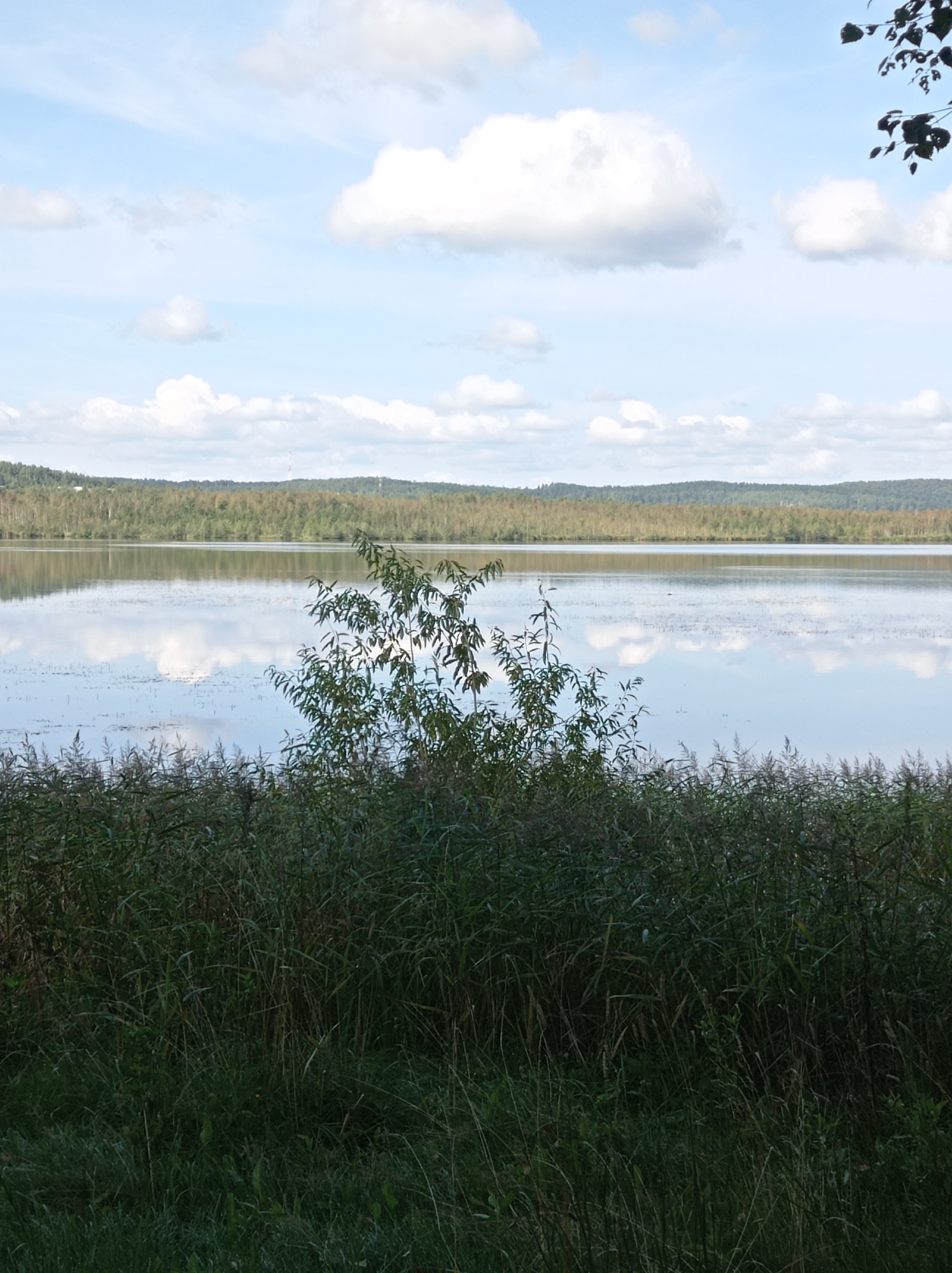 A still lake reflects a cloudy sky and a tree-covered horizon in this vertical, medium-distance shot. In the foreground, dense green reeds and grass obscure the ground. A small, leafy tree branches out from the reeds in the middle-right of the frame. The lake stretches to the horizon, where a rolling line of dark green trees marks the distant shore. The sky above is a pale blue, dotted with fluffy white clouds. There are no people or animals visible in the image. The scene depicts a natural landscape, likely a park or nature preserve, within or near the city of Degtyarsk, Russia, given the request.