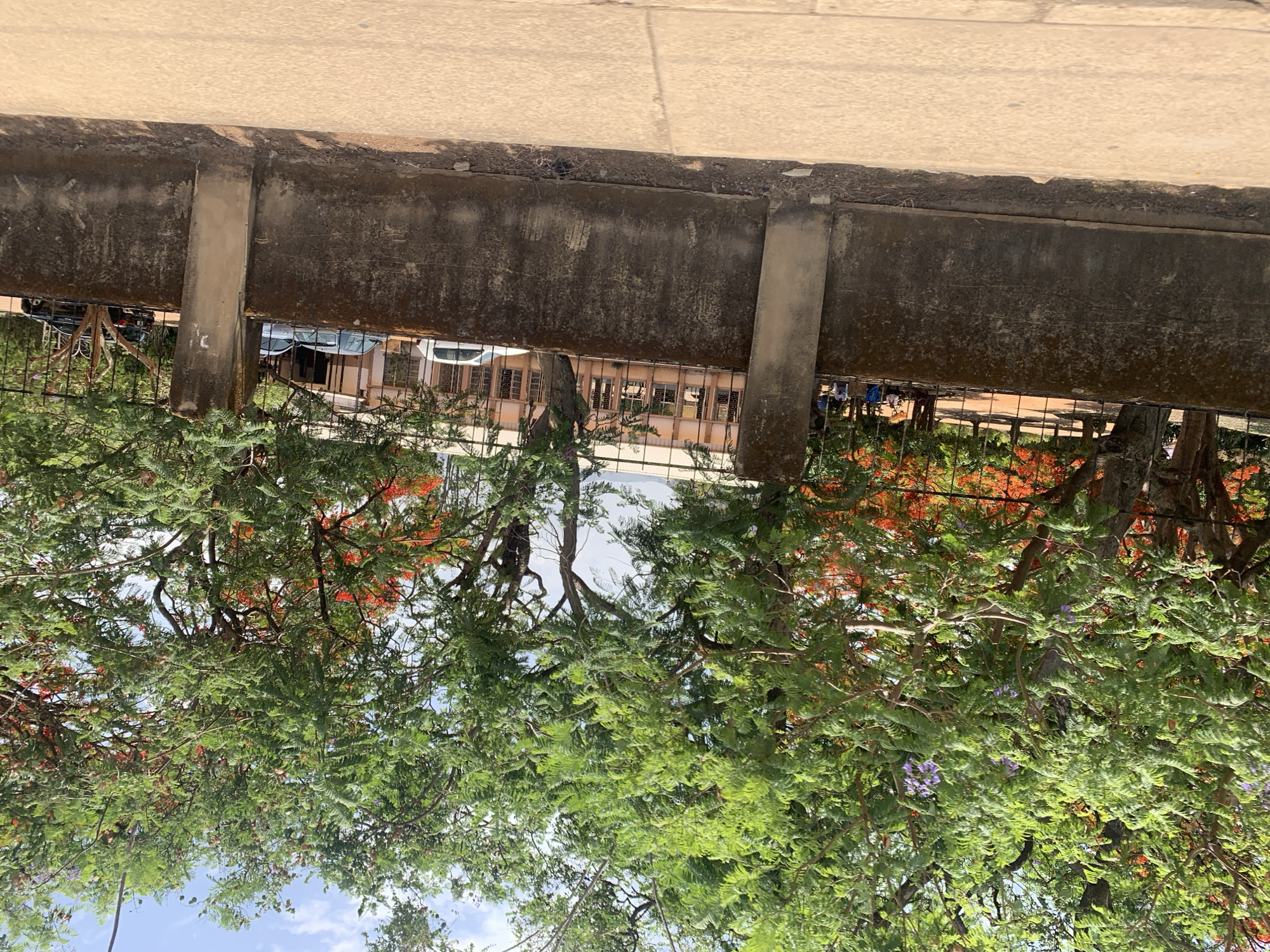The scene depicts a sidewalk and street in Jos, Nigeria. The foreground is dominated by a curb made of concrete, with an upper segment of light beige concrete and a lower segment of gray, aged concrete with supporting pillars. A black metal fence runs parallel to the curb. Through the fence, one can see the facade of a multi-story building with repetitive windows, suggesting an institutional or residential structure. A few parked cars are also visible behind the fence. The primary focus of the image is a mature tree with vibrant green foliage and clusters of bright red flowers, likely Delonix regia (flamboyant tree). The branches extend over the fence, framing the building behind. Blue sky peeks through the foliage. The photograph appears to be taken during daylight hours.