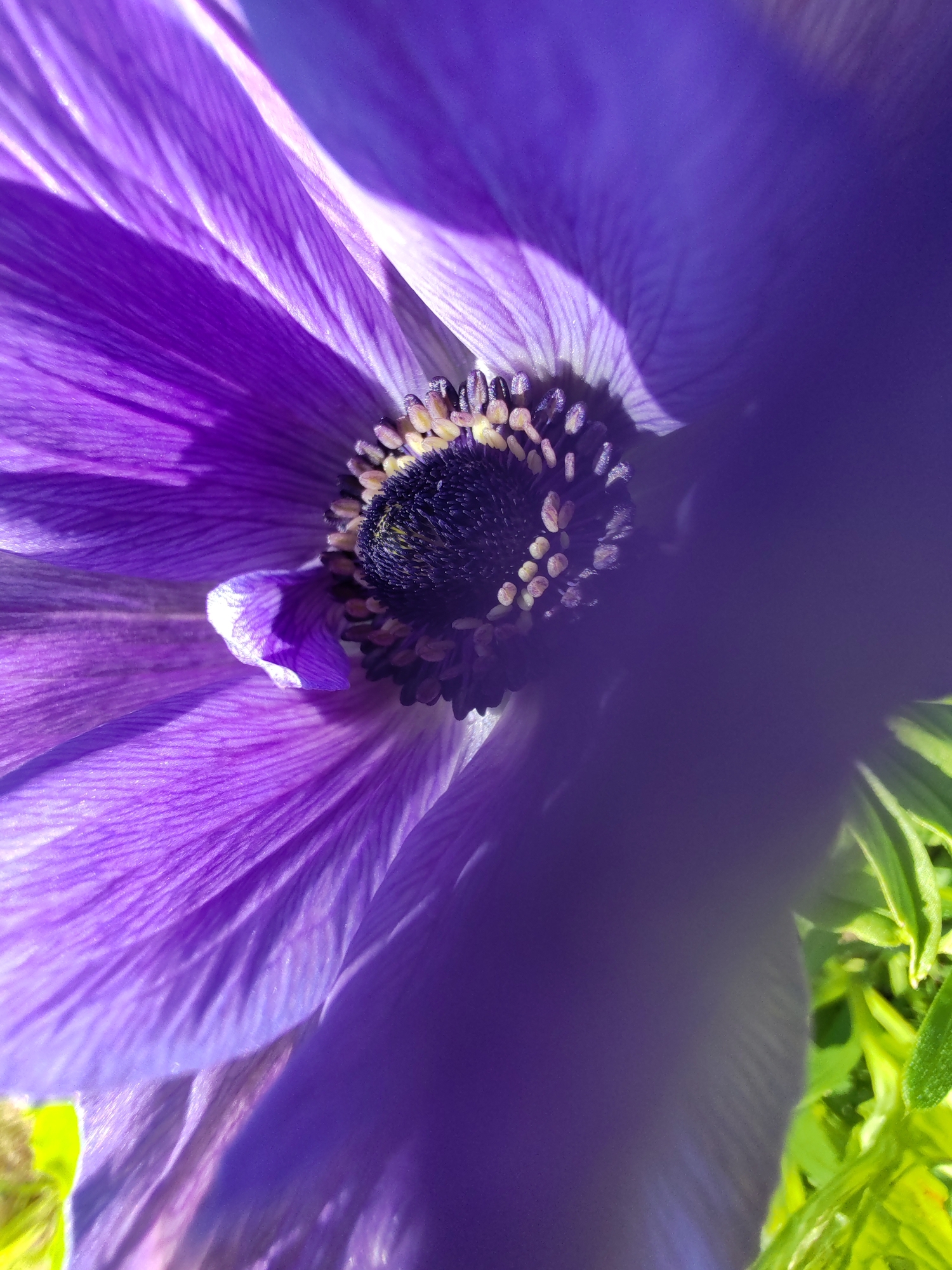 A close-up, low-angle shot captures a vibrant purple anemone flower with a dark center. The petals, radiating outward, are illuminated by sunlight, creating dramatic shadows and highlighting their delicate, striated texture. The background transitions from the flower's rich purple to a softer, blurred shade, with hints of bright green foliage on the right side. The image is a macro photograph, focusing entirely on the floral subject and its immediate surroundings. The location is identified as Чухлэм, Russia.