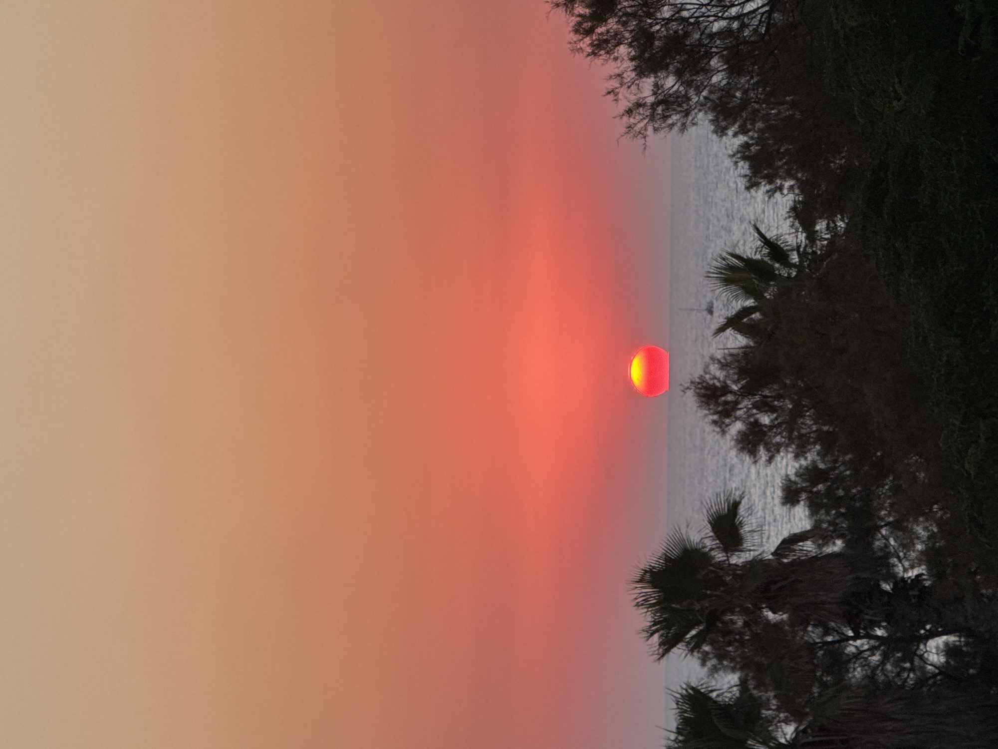 The image depicts a sunset over the Mediterranean Sea, viewed from Tel Aviv, Israel. The sun, a vibrant red orb, is positioned near the horizon, casting a warm, orange and pink glow across the sky. The sea is calm, with gentle waves reflecting the colors of the sunset. In the foreground, silhouettes of palm trees and other foliage create a dark, textured border, contrasting with the bright sky and sea. A small sailboat is visible in the distance on the water. The overall impression is one of tranquility and natural beauty.