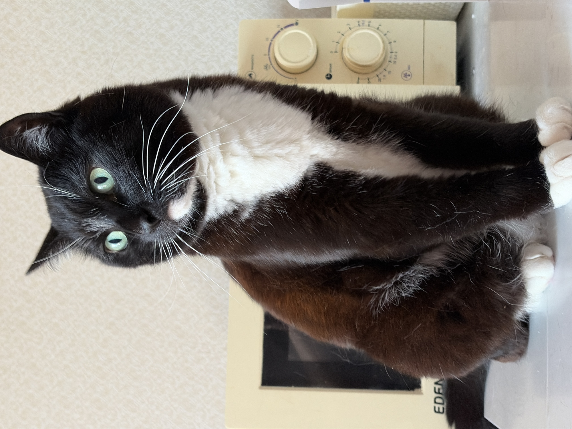 A black and white cat with green eyes sits on a white surface in front of a cream-colored microwave. The cat is facing left, with its body turned slightly towards the viewer. The microwave has two cream-colored dials on its front. The background is a textured cream-colored wall. The image appears to be taken indoors in a domestic setting, likely an apartment kitchen, in the city of Chaikovsky, Russia.
