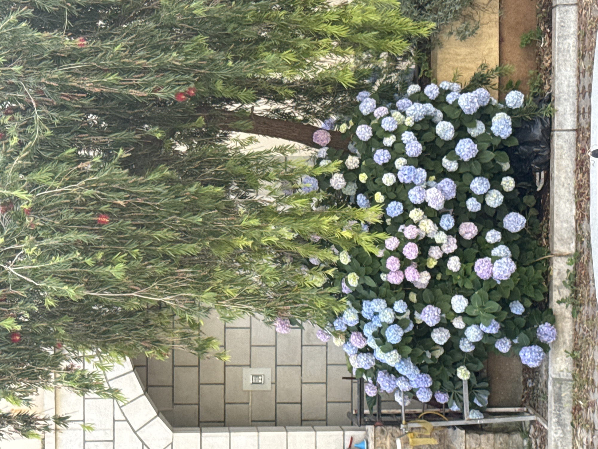 The scene depicts an exterior setting in what appears to be a garden or landscaped area. On the left is a tall, narrow tree with fine, green foliage and sparse red blossoms. To the right of the tree is a lush bush of hydrangeas with blooms in various shades of light blue, lavender, and white. Behind the plants is a wall constructed of light-colored rectangular blocks. A stone archway is visible on the lower left. A portion of a sidewalk or paved area borders the plants on the right. The composition suggests a deliberate planting along a walkway or near a building facade. Based on the presence of hydrangeas and the architectural style, the location may be in Budva, Montenegro.