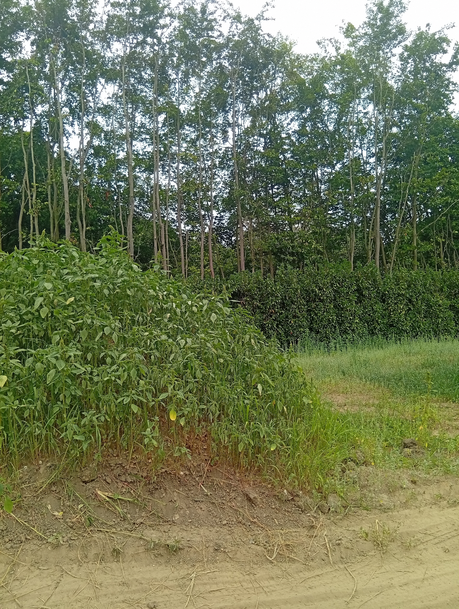 The image depicts an outdoor scene in Meerbusch, Germany. In the foreground, a sandy path with tire tracks is visible. To the left, a dense thicket of green leafy plants grows, with some dry stalks and roots exposed at the base. Beyond the plants, a row of tall, slender trees with green foliage forms a backdrop, interspersed with a denser, dark green hedge. The sky above is overcast. No people or animals are present in the scene. The overall impression is one of a natural, uncultivated area on the outskirts of a populated region.