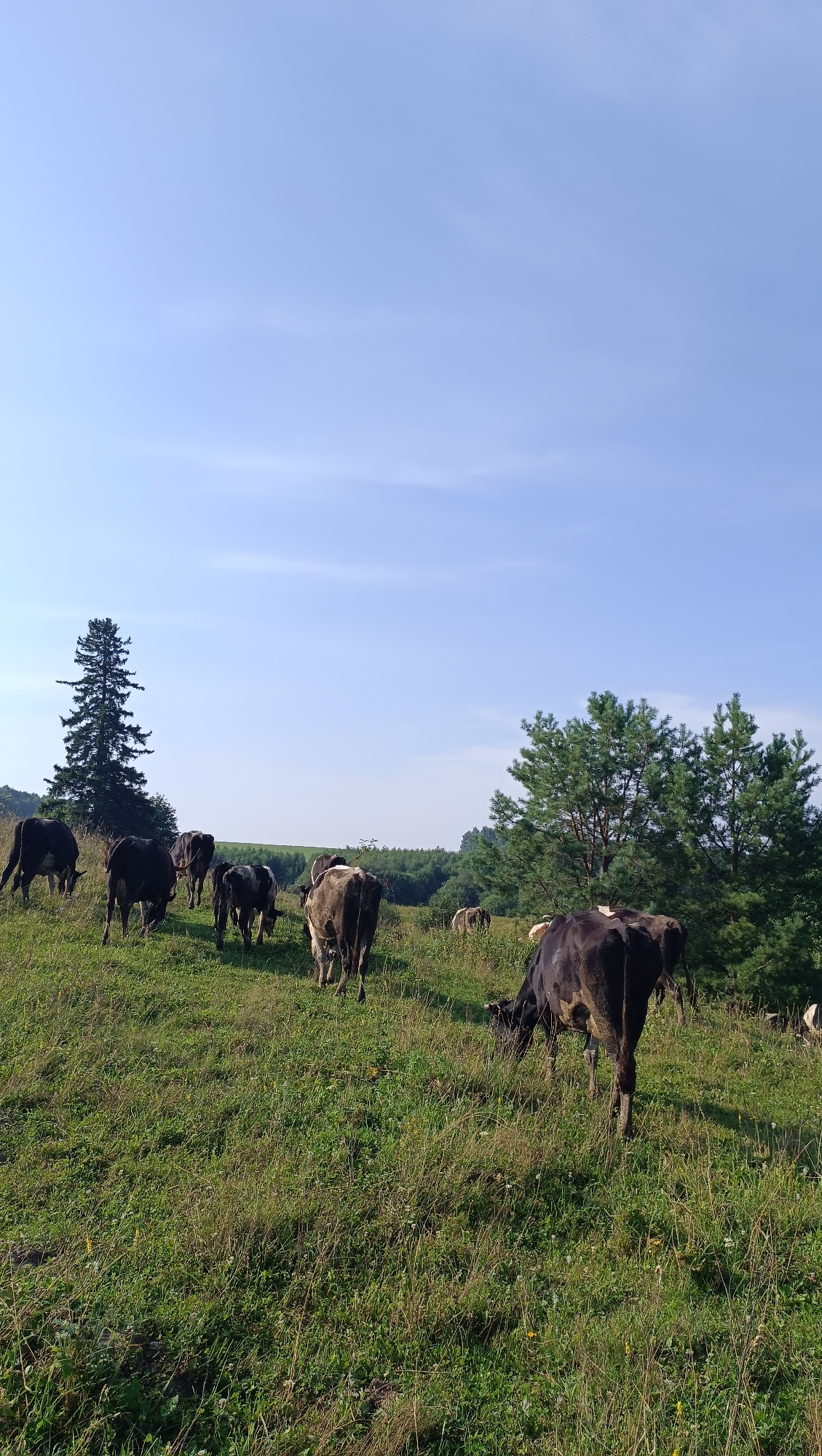 A herd of cows grazes on a grassy hillside under a clear blue sky. In the foreground, several cows are visible from behind, their dark and white coats contrasting with the green grass. One cow in the center foreground is actively grazing. Further back, more cows are scattered across the slope, some facing away from the viewer and others facing towards the distant treeline. A tall, slender evergreen tree stands prominently on the left side of the hill. The background features a dense line of green trees, suggesting a forested area beyond the pasture. The overall scene depicts a peaceful rural landscape. There are no people visible in the image.