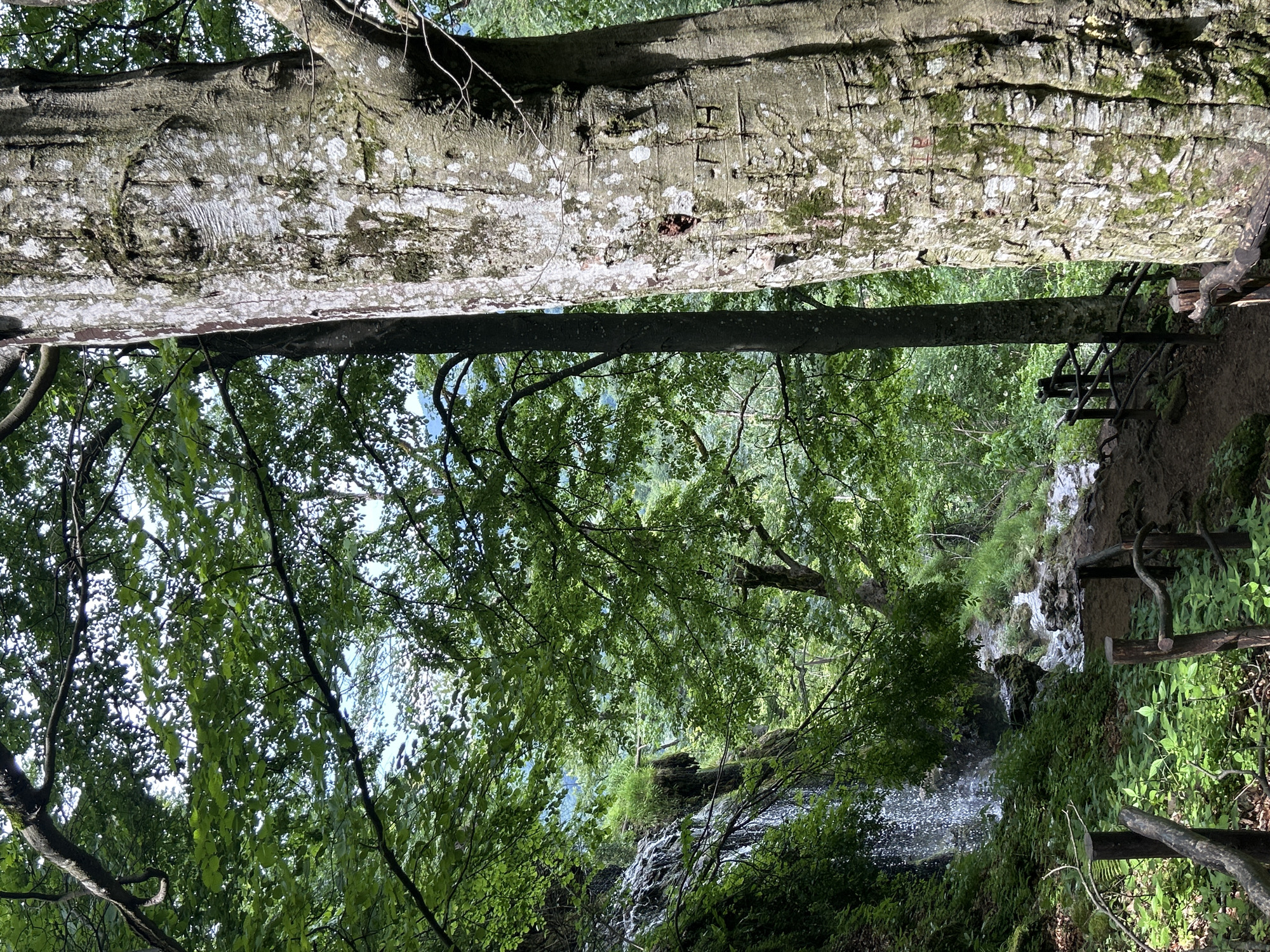 The image depicts a lush, verdant forest scene featuring a waterfall and a path, under natural daylight. On the right side of the frame, a large tree trunk occupies a significant portion, displaying a textured, light gray bark with white lichen and green moss patches. Carvings, including the letters "J H" and other indistinct marks, are etched into the bark. A small, dark reddish-brown indentation or cavity is also present on this trunk. To the left of this main tree, a narrower, darker tree trunk is partially visible.
In the midground, on the left, a waterfall cascades down a rocky, moss-covered cliff face, with white, frothy water visible. The water from the waterfall flows over rocks and verdant undergrowth, creating a stream that moves towards the bottom of the frame, near a dirt path. A rustic wooden fence or railing, constructed from uneven branches and posts, lines the left edge of this path. The scene is densely populated with various green trees and foliage, through which dappled sunlight filters.
The background reveals a bright sky, likely overcast or hazy, visible through the tree canopy. Faint outlines of distant hills or mountains are discernible through the foliage, indicating a natural, possibly mountainous, outdoor environment. There are no people or animals visible in the scene. The location is in the city of Unknown, Unknown.