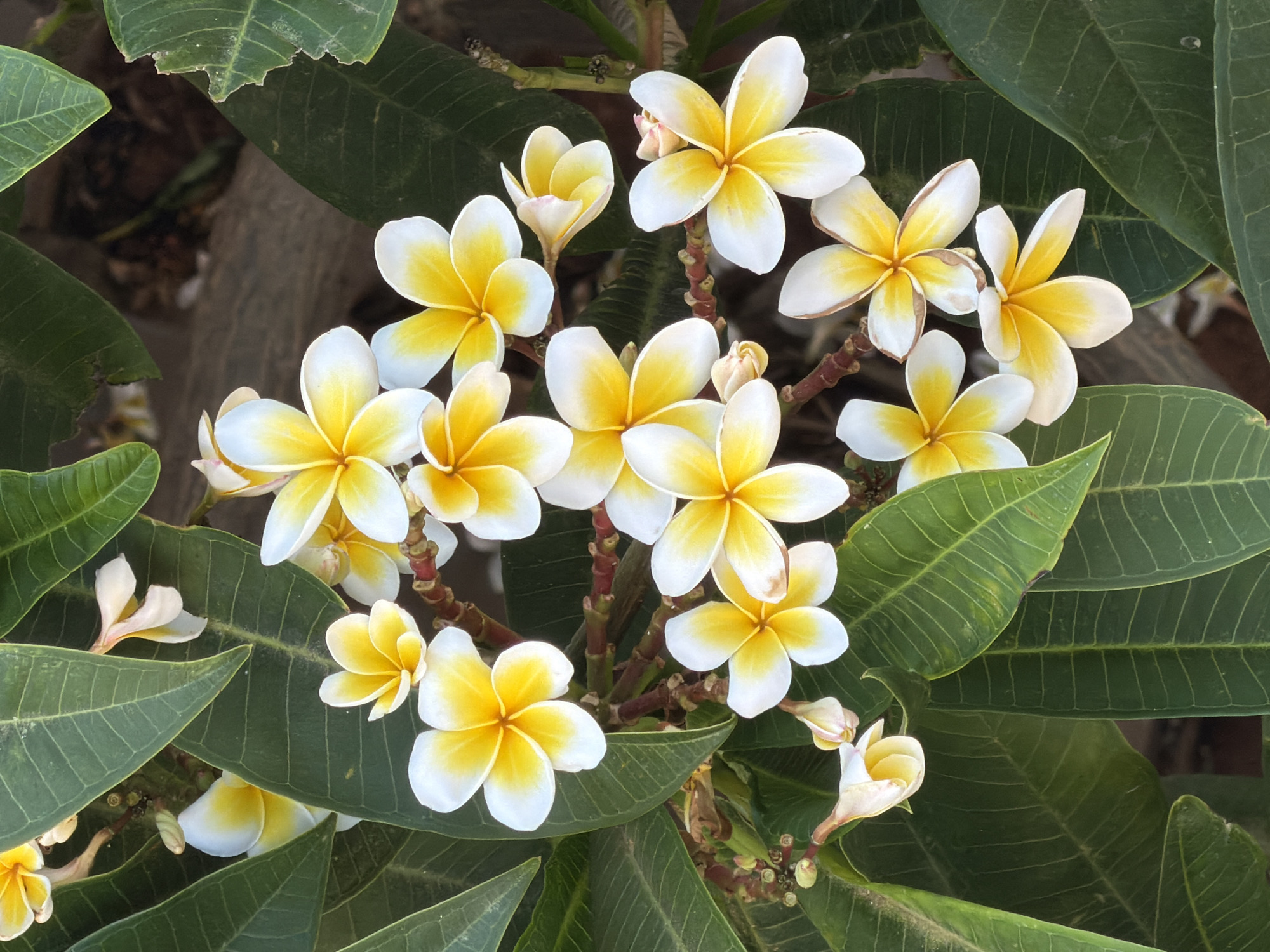 The image shows a close-up view of a cluster of white and yellow plumeria flowers with green leaves. The flowers have five petals, with the outer edges being white and the inner portion transitioning to a bright yellow. Some flowers are in full bloom, while others are still buds. The leaves are large, oval-shaped, and have prominent veins. The background is blurred, suggesting a natural setting, possibly a garden or park. The lighting suggests it is daytime. There are no people or any specific architectural details visible to associate this scene with Βιγκλάφια, Greece.