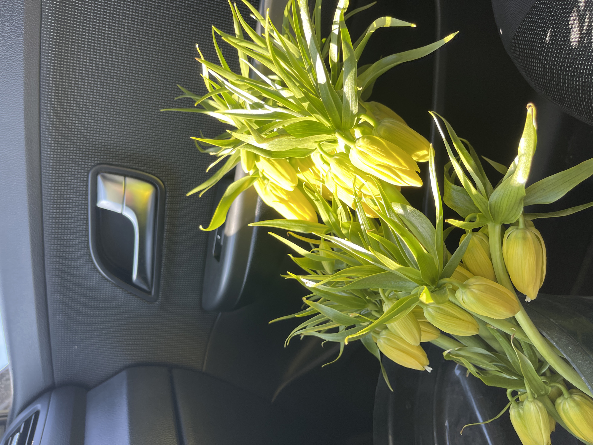 A bouquet of yellow and green flowers is placed on the interior of a car. The car's interior, visible on the left, includes a door panel with a handle and textured surface. The flowers are the central focus, with their petals tightly closed. The image is taken from a close-up perspective inside a car, the specific car model is indeterminable and the details on the exterior are not determinable and therefore, the location of Новая Казмаска, Russia is indeterminable.