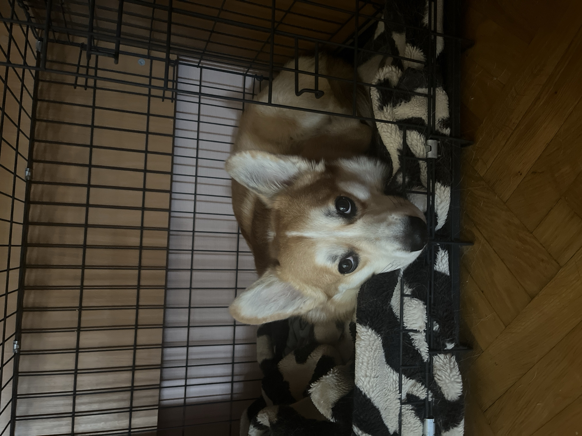 A medium-sized, tan and white Corgi dog rests inside a black wire dog crate. The dog is lying on a black and white patterned fleece blanket. The floor is made of wood planks. The location appears to be indoors. There is no evidence to suggest that the location is Novosibirsk, Russia.
