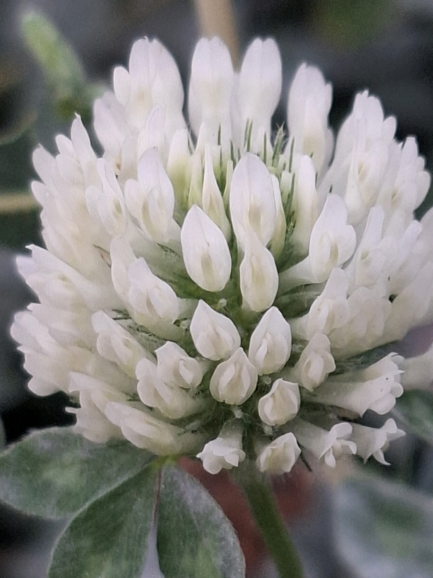 A close-up, slightly out-of-focus, overhead view of a white clover flower is presented. The flower head is dense and spherical, composed of many small, delicate white petals. Some green stems and leaves are visible at the bottom of the image. The background is a blur of dark green and grey tones, suggesting an outdoor environment. There is no indication of the city of Almaty, Kazakhstan, in this image.
