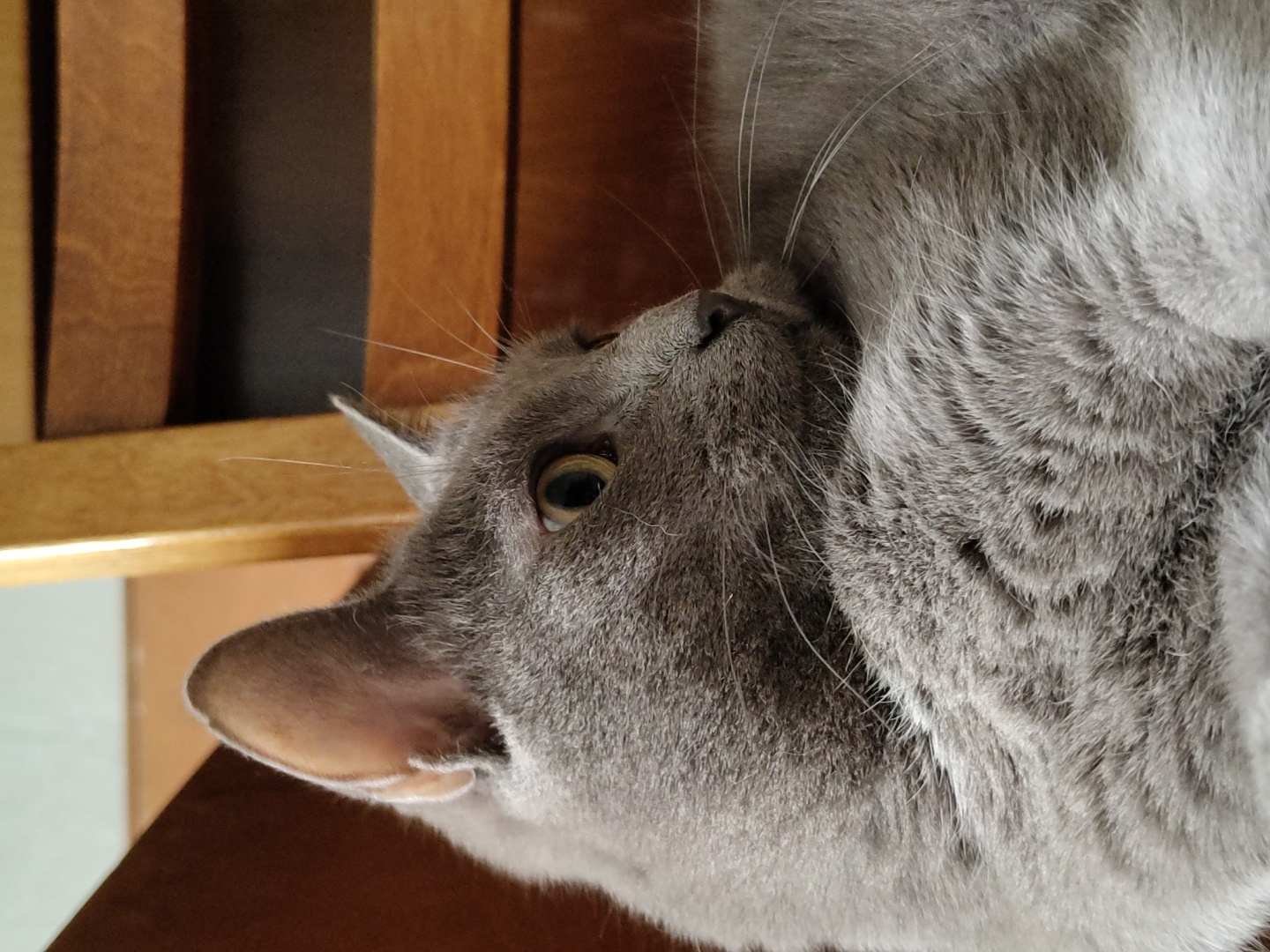 A close-up, eye-level, outdoor shot captures a grey cat resting in the shade of a wooden chair. The cat, with bright yellow eyes, gazes to the right, its body partially curled, revealing a soft, grey coat. The background is blurred, with the warm tones of the wooden chair and a hint of a light-colored wall. The overall impression is one of peaceful repose.
