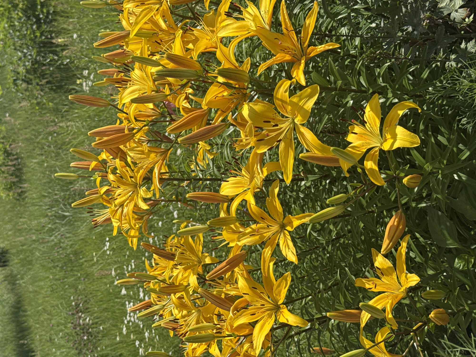A close-up, vertical shot showcases a dense bed of bright yellow lilies in full bloom, interspersed with unopened buds. The flowers feature prominent stamens with dark brown tips. The lilies are set against a backdrop of lush green grass, with some smaller white flowers and tall, dry grass visible in the distance. The scene appears to be an outdoor garden or park setting. There are no people or animals in the frame. The lighting suggests a sunny day.
