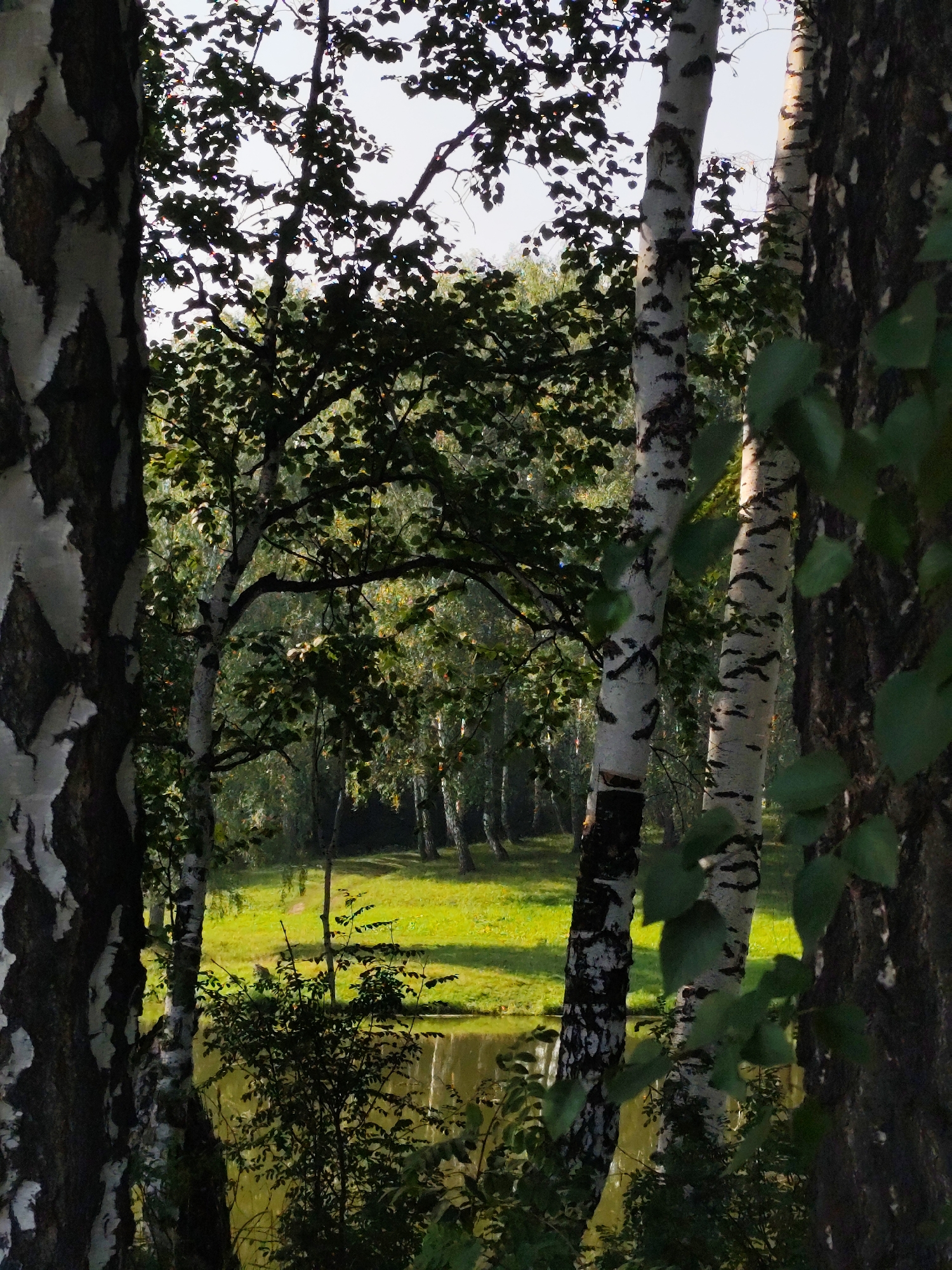 The image depicts a forest scene with a pond in the background, located in the vicinity of Барлакский, Russia. In the foreground, several trees, including birch trees with their characteristic white bark and dark markings, are prominent. The leaves of these trees are green, suggesting a warm season. Sunlight filters through the canopy, illuminating patches of the forest floor and a grassy area bordering the pond. The water in the pond appears calm and reflects the surrounding vegetation and sky. The overall environment is natural and serene. There are no people or animals visible in the image, and no discernible human activity is taking place. The composition suggests a natural, undisturbed landscape.