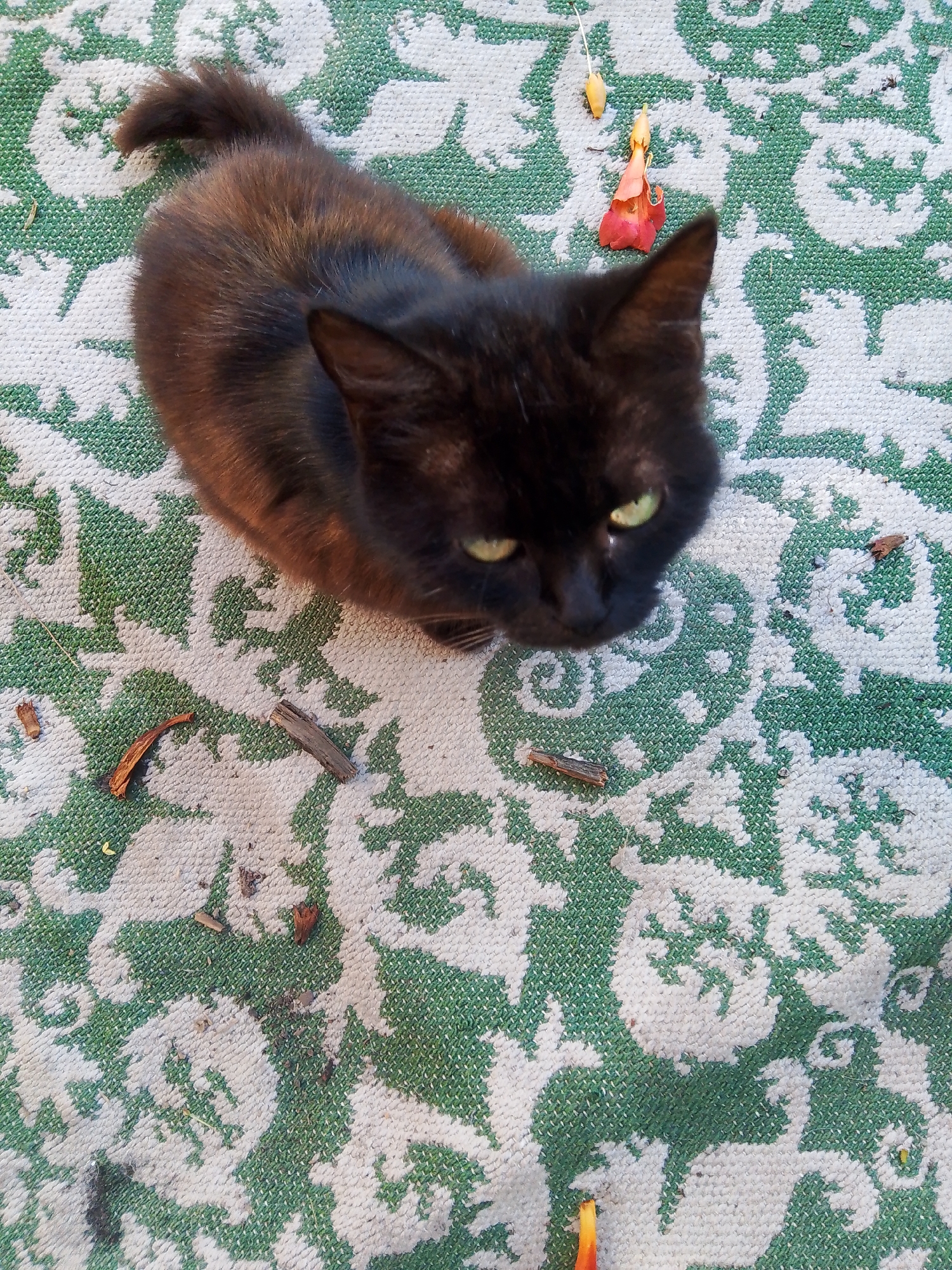 A tortoiseshell cat with green eyes is lying on a patterned rug. The rug has a repeating floral design in green and white. There are several small pieces of debris scattered on the rug, including twigs and dried flower petals. The cat is looking upwards, and its tail is curled up behind it. The lighting suggests it is daytime, likely outdoors. No people are visible in the image. The location is specified as Khrestivka, Ukraine, but this context cannot be visually verified from the image itself.