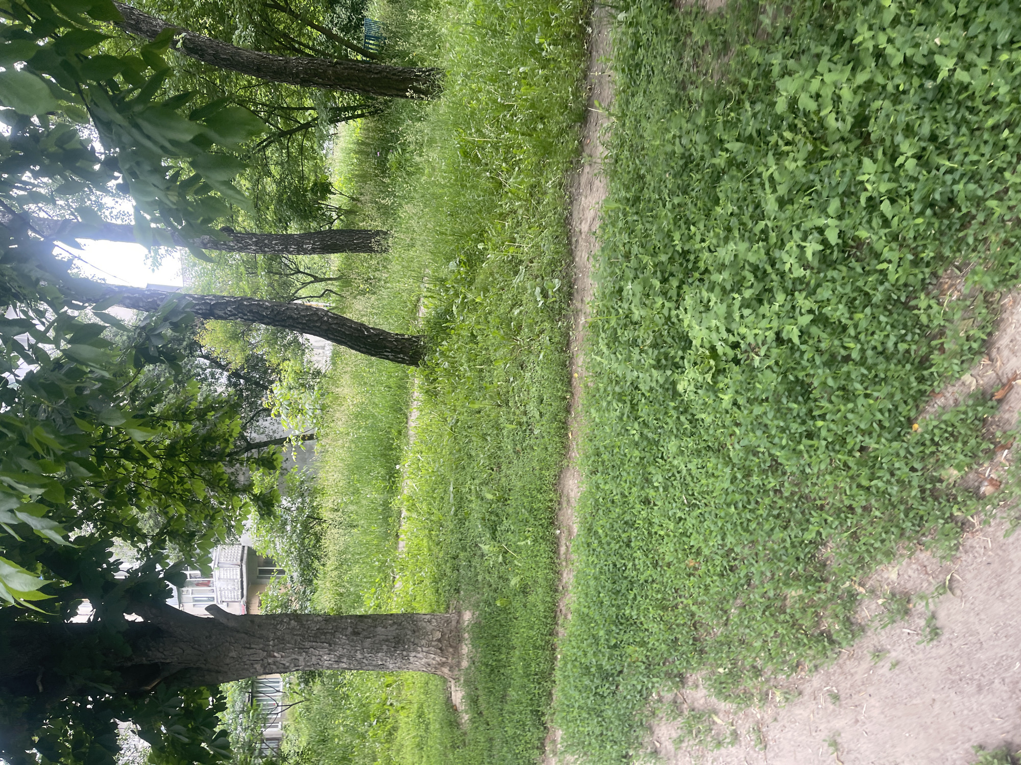 The image captures a vibrant green outdoor scene, resembling a park or a natural area within a residential setting. A winding, unpaved dirt path diagonally traverses the midground, separating different types of vegetation. To the right of the path, the ground is densely covered with low-growing green plants. To the left, the foliage consists of taller grasses and various green plant life.
Multiple mature trees with robust, dark trunks are scattered across the frame. Their canopies, heavy with diverse green leaves, filter the bright, diffused light of what appears to be an overcast or partly cloudy daytime sky. In the background, partially hidden by the trees and dense greenery, are indistinct glimpses of residential buildings, with one featuring a visible balcony.
The scene is devoid of any human activity or discernible events, conveying a sense of tranquility and natural calm. There is no visible text in the image. The overall impression is that of a serene green space in an urban or suburban environment, consistent with locations found in Poltava, Ukraine.