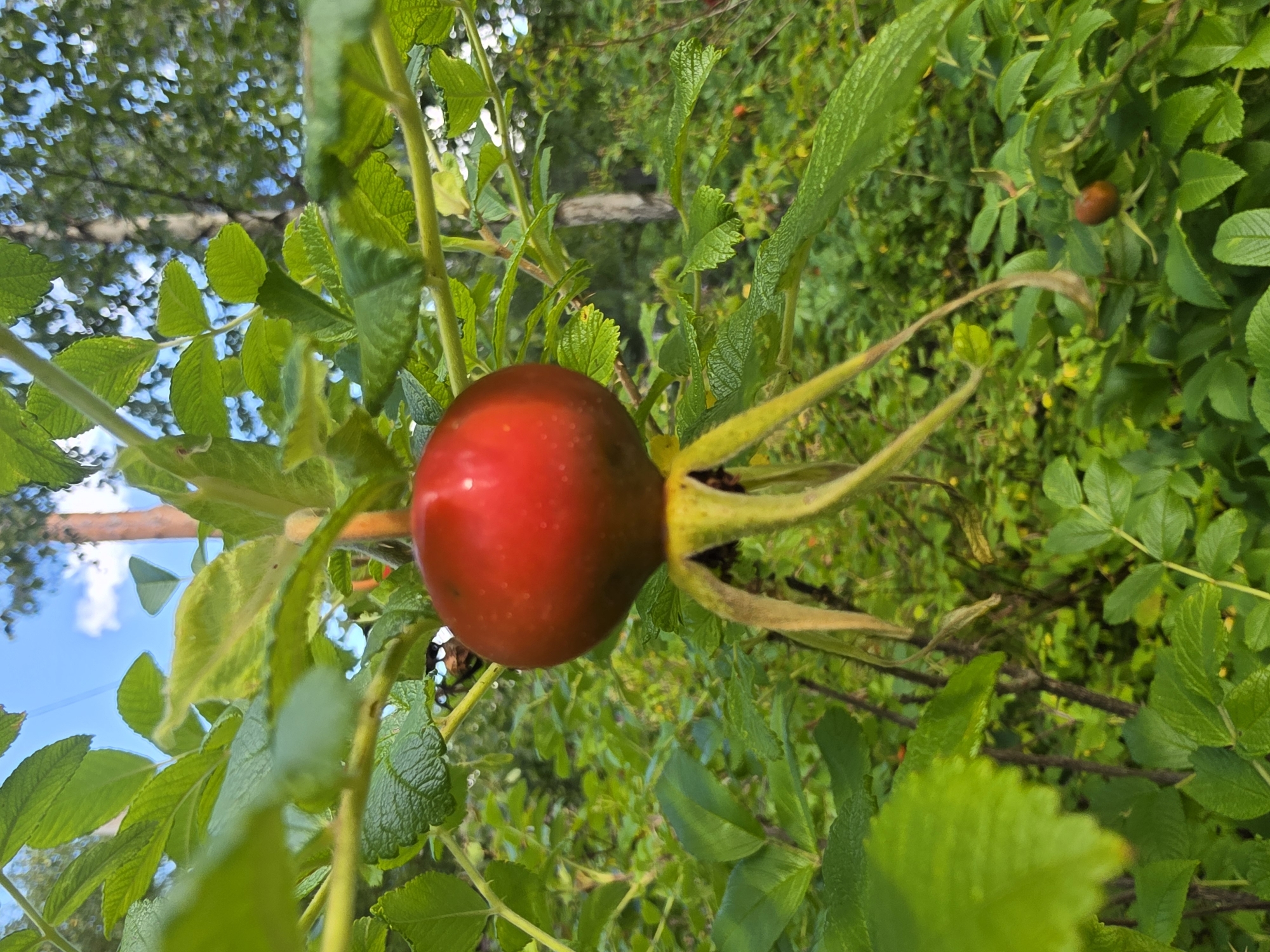 This is a close-up, ground-level shot of a ripe, red rose hip hanging from a bush. The rose hip is the focal point, positioned slightly off-center to the left. It is plump and glossy, with a slight gradient of color from bright red at the top to a darker reddish-brown towards the base. The sepals, which are long and pointed, are still attached to the bottom of the rose hip, pointing downwards and outwards like a skirt. These sepals are a pale yellowish-green and appear slightly dry.
The rose hip is surrounded by abundant, vibrant green foliage. The leaves are compound, with multiple serrated leaflets on each stem, characteristic of a wild rose bush. Some leaves are sharply in focus, revealing their intricate veining and textured surface, while others blur into a soft green background. In the background, out of focus, is a lush, dense environment of more green leaves and undergrowth, suggesting a natural setting. The sky, visible through a gap in the foliage at the top of the frame, is a bright blue with a few wispy white clouds. A thin, light-colored tree trunk is visible in the far background, also blurred.
The image appears to be taken in an outdoor, natural setting within the city of Koloskovo, Russia. The lighting suggests it is daytime, likely late summer or early autumn, given the ripeness of the rose hip. There are no people or animals present in the frame. The overall impression is one of natural beauty and the bounty of the season.