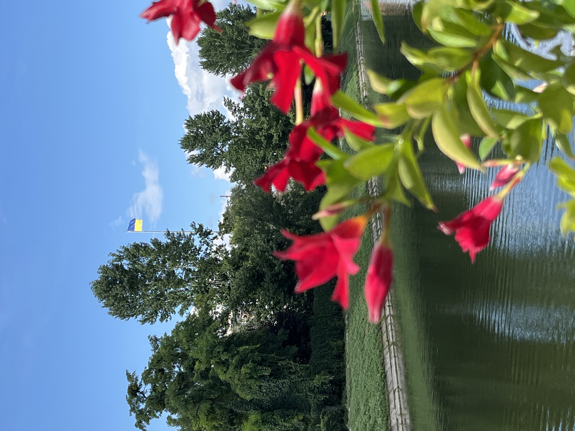 The image depicts a waterfront scene with lush green trees lining the bank and the Ukrainian flag flying high in the clear blue sky above. In the foreground, a cluster of vibrant red flowers and green leaves are softly blurred, creating a shallow depth of field. The water of the canal or river is dark and reflective, with ripples suggesting gentle movement. The overall impression is one of natural beauty and resilience, with the prominent flag hinting at a patriotic sentiment. The location is identified as Kharkiv, Ukraine. There are no people visible in the image.