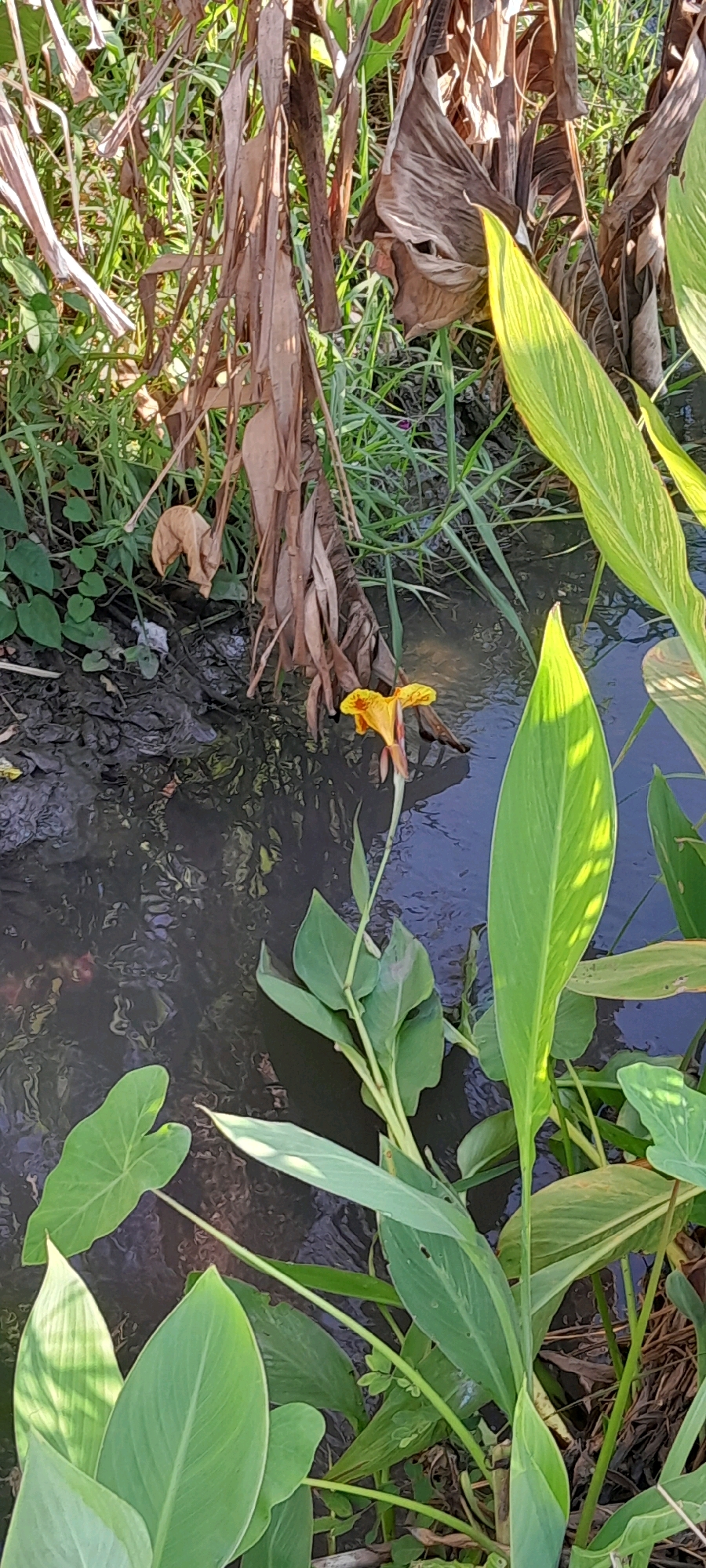 A single, vibrant orange and yellow flower with red markings, identified as a Canna Lily, stands out against a dark, murky water surface. The flower is positioned in the middle ground, slightly to the left of the frame, with its petals open and facing towards the viewer. Its stem extends downwards into the water, with reflections visible on the surface. Surrounding the flower and the water are various lush green plants and some dried, brown foliage. In the background, dense green vegetation and dry, brown leaves, possibly from a banana tree, create a natural, somewhat wild setting. The overall scene depicts a close-up view of this flower in its natural habitat, likely near a water source within a garden or natural area in Rejosari, Indonesia.