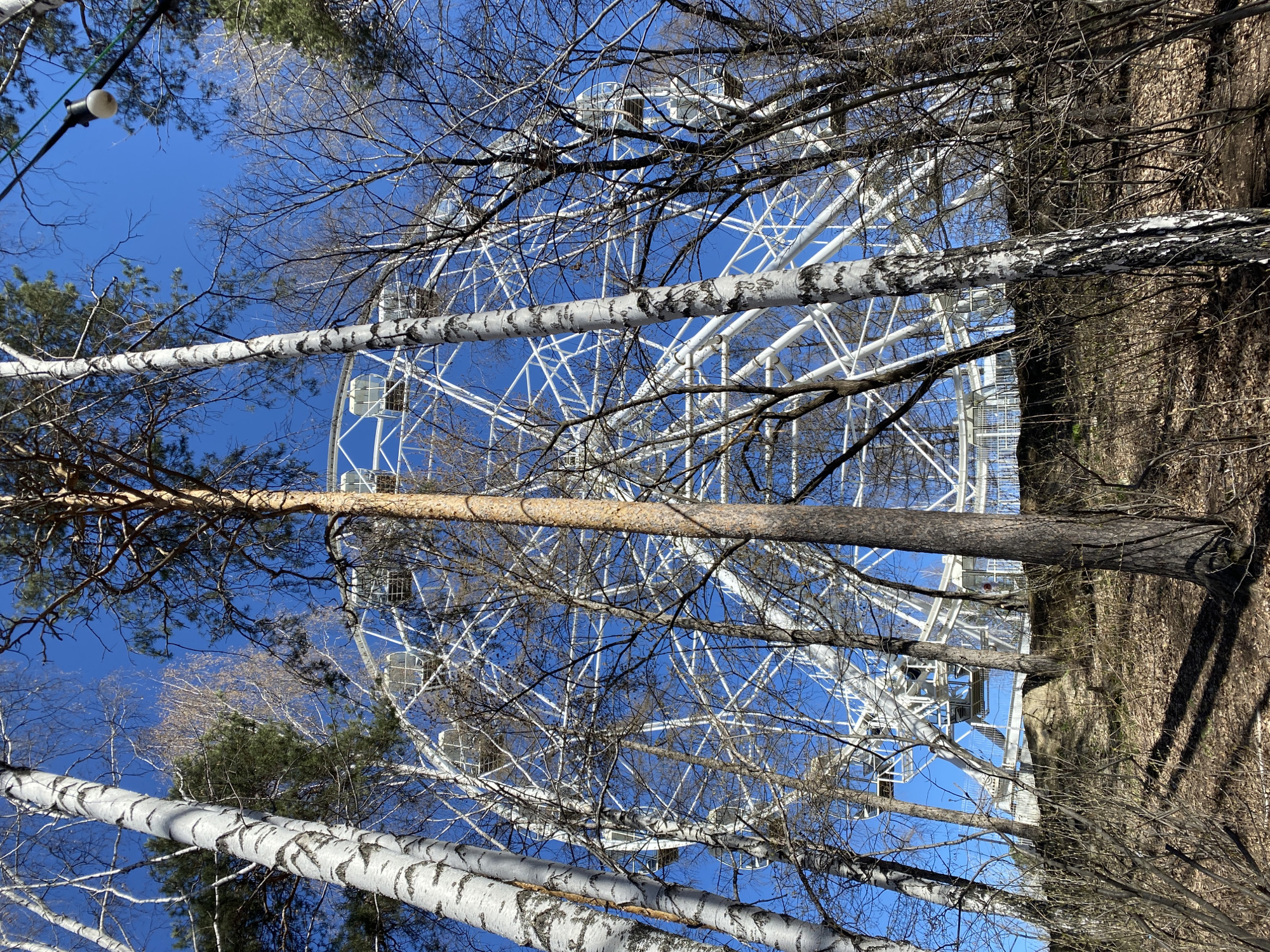 The image shows a low-angle view of a Ferris wheel in Yekaterinburg, Russia. The Ferris wheel is white and partially obscured by bare birch trees with white trunks and a single pine tree. The sky is a clear blue. The ground is covered with dry leaves and some grass.
