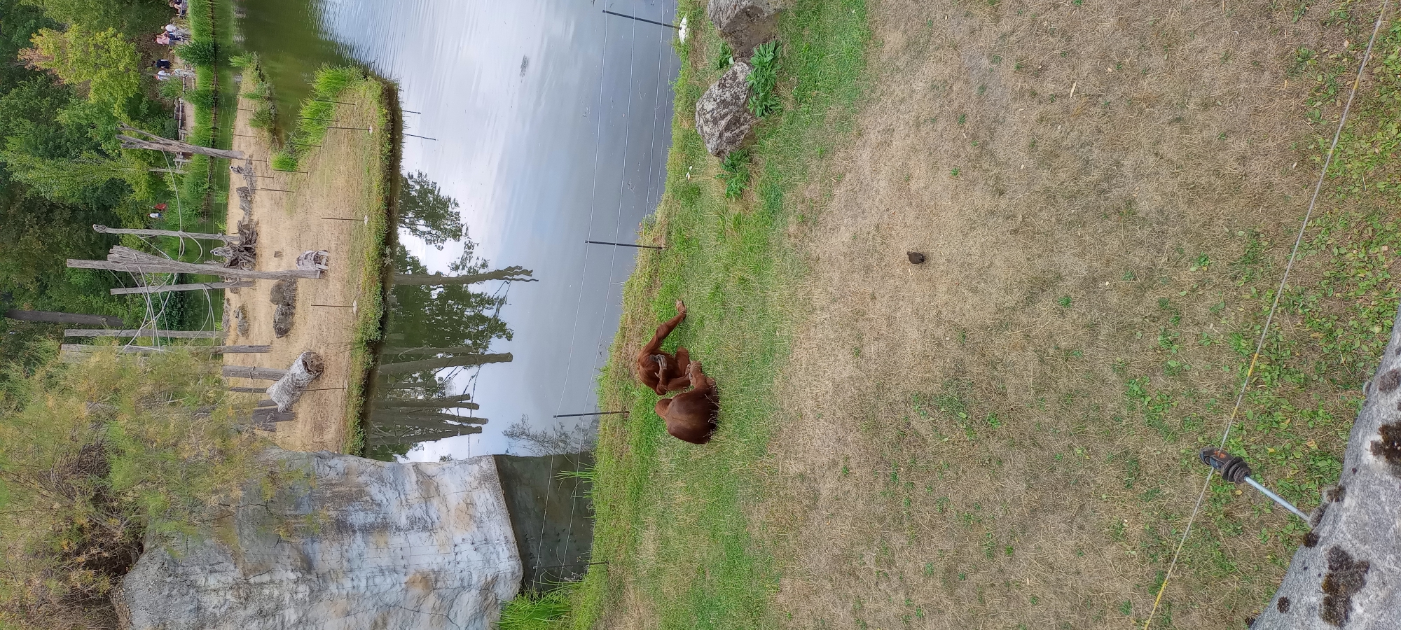 This image depicts an outdoor enclosure at the ZOOM Erlebniswelt in Gelsenkirchen, Germany, featuring orangutans and a naturalistic habitat. Two orangutans, one seated and the other reclined, are on a grassy area near the edge of a body of water. The seated orangutan has its arm raised to its face, while the other appears to be resting. The environment includes a large rock formation to the left, a grassy expanse, a lake reflecting trees, and an island with wooden poles, logs, and rocky outcrops in the background. In the distance, several people are visible on the island, observing the enclosure. The overall scene is designed to mimic a natural habitat for the animals.