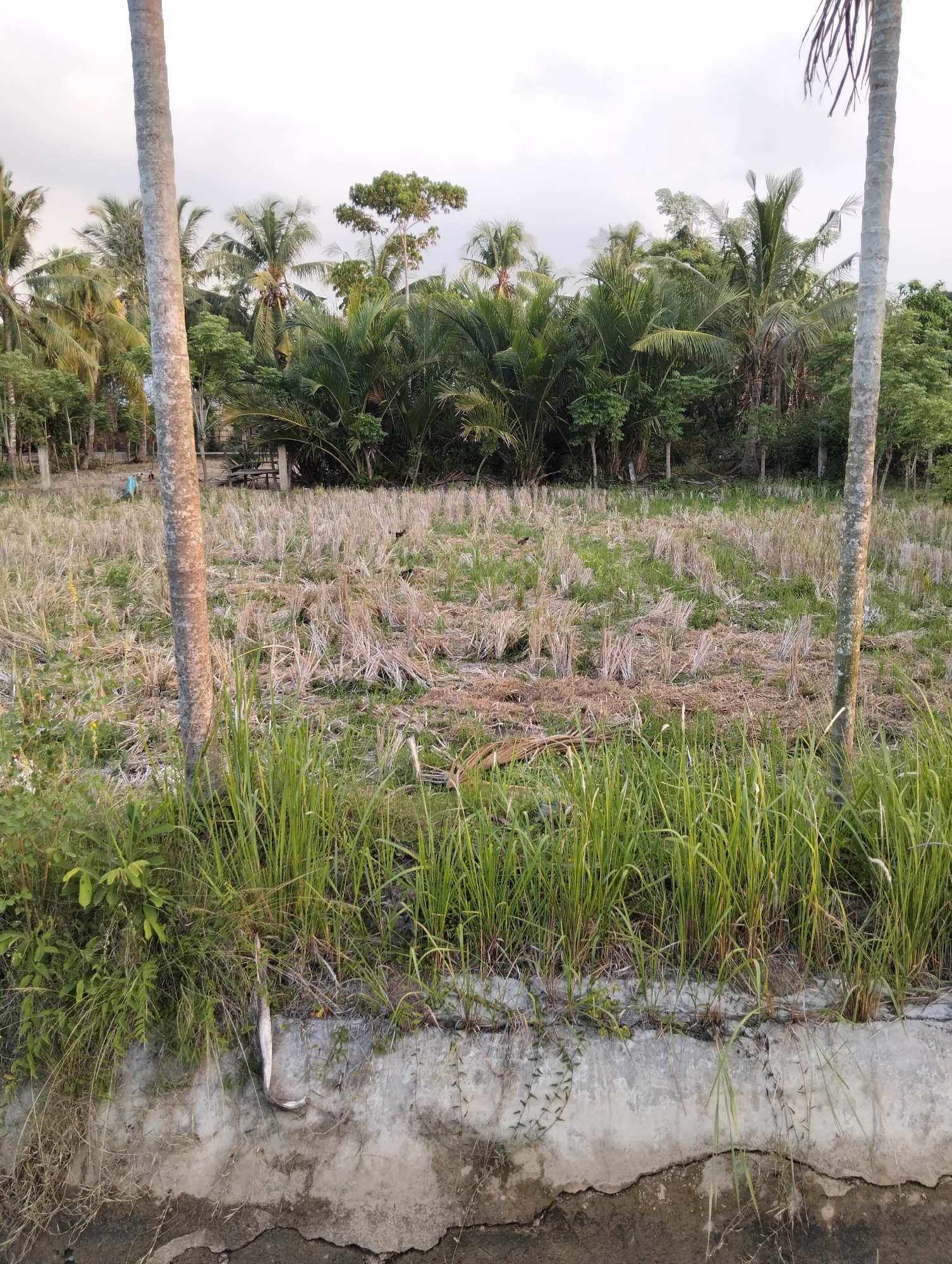 The image shows a field with harvested crops, likely rice, in Pulorungkom, Indonesia. The field is scattered with straw stubble and some green grass. Tall palm trees and other tropical vegetation form a dense backdrop to the field. In the foreground, a concrete barrier runs along the edge of the field, with tall green grass growing on top of it. A long, dried fish is hanging from the grass on the barrier. The sky is overcast, suggesting a humid, tropical climate. There is a small structure visible in the background, possibly a shed or a shelter. Two small figures, appearing to be people, are seen in the distance on the left side of the image, one of them wearing blue. The scene depicts a rural landscape typical of the Indonesian countryside.