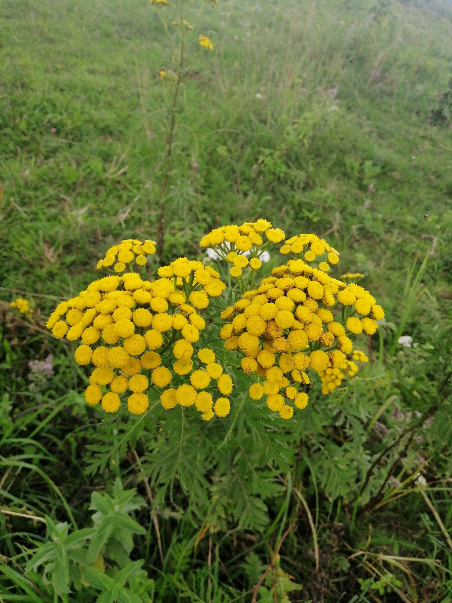 The image shows a close-up view of a cluster of bright yellow flowers with a green, grassy background. The flowers are small and button-like, arranged in rounded clusters on green stems. The background is predominantly green, with variations in tone and texture suggesting a natural, outdoor environment. There are no people visible in the image, and no specific man-made structures or objects are identifiable. The lighting appears to be natural daylight, casting soft shadows. The overall impression is one of natural beauty and a focus on the flora. The location in Krasnoluka, Ukraine, is not visually discernible from the image itself.