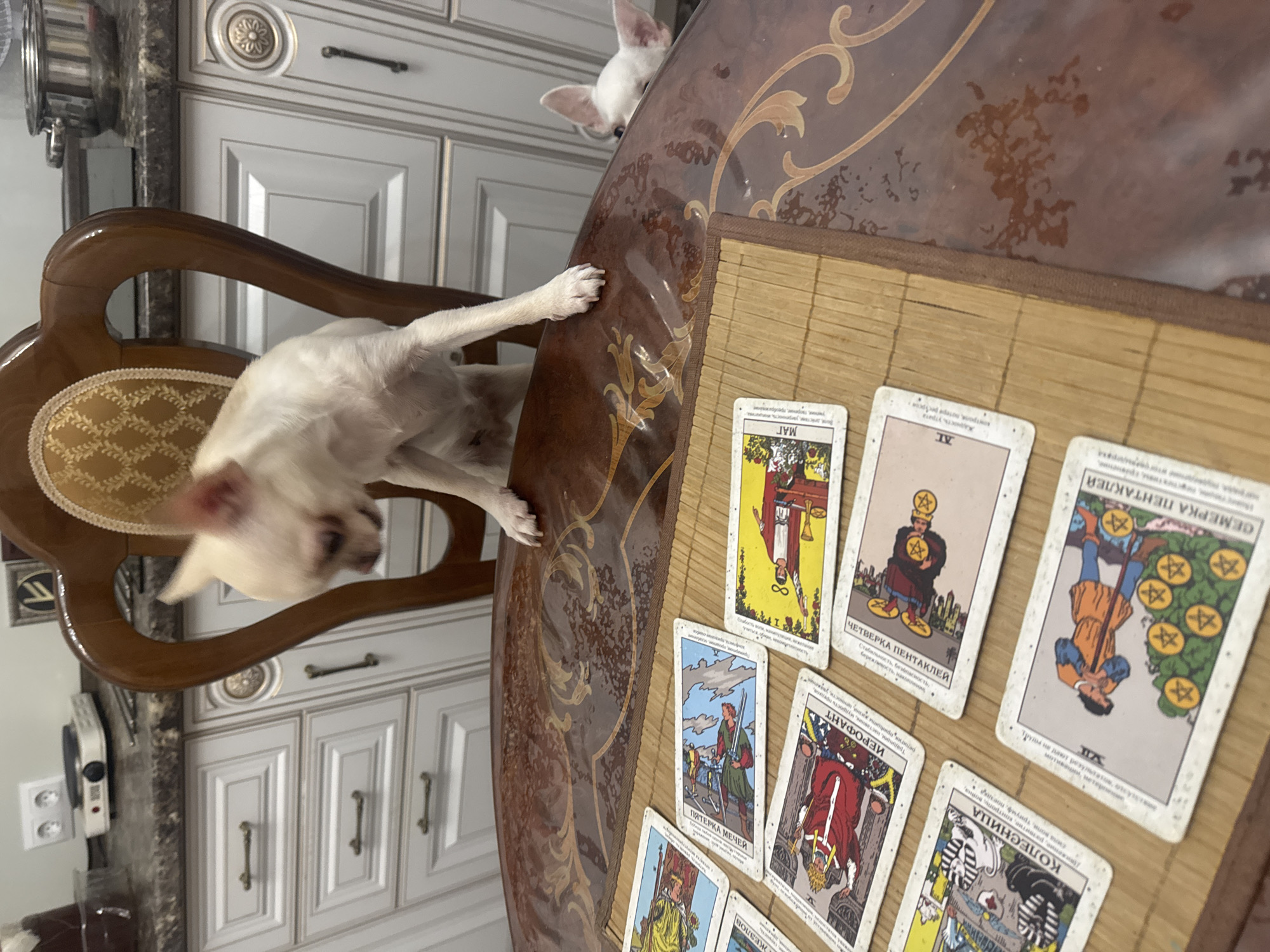 This image depicts a close-up view of a wooden table with a collection of tarot cards spread out on a bamboo mat. A white chihuahua dog is visible, leaning over the table and peering down at the cards. Another chihuahua, mostly obscured, is visible in the background on the right side of the frame. The table is set in what appears to be a kitchen or dining area, with cabinetry and a countertop visible in the background. The scene is brightly lit, and the focus is on the table and the dogs. There are no specific details in the image that would suggest a location in Novosibirsk, Russia.