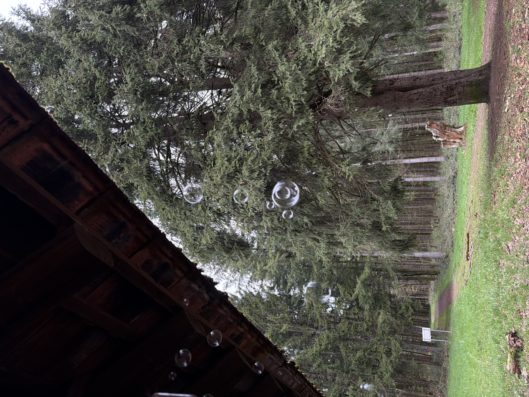 The image depicts a forest scene in La Broque, France, viewed from under the eaves of a wooden structure. Soap bubbles are floating in the air, positioned between the structure and the forest. The forest comprises tall, slender trees with dense green foliage. To the right, a grassy area borders the treeline, leading to a dirt path. A small white sign is visible further into the forest. A large tree stands out on the right side of the grassy area, with a decaying tree stump at its base. The roof of the wooden structure is constructed from dark brown tiles or wood. The sky is overcast, providing diffused lighting.