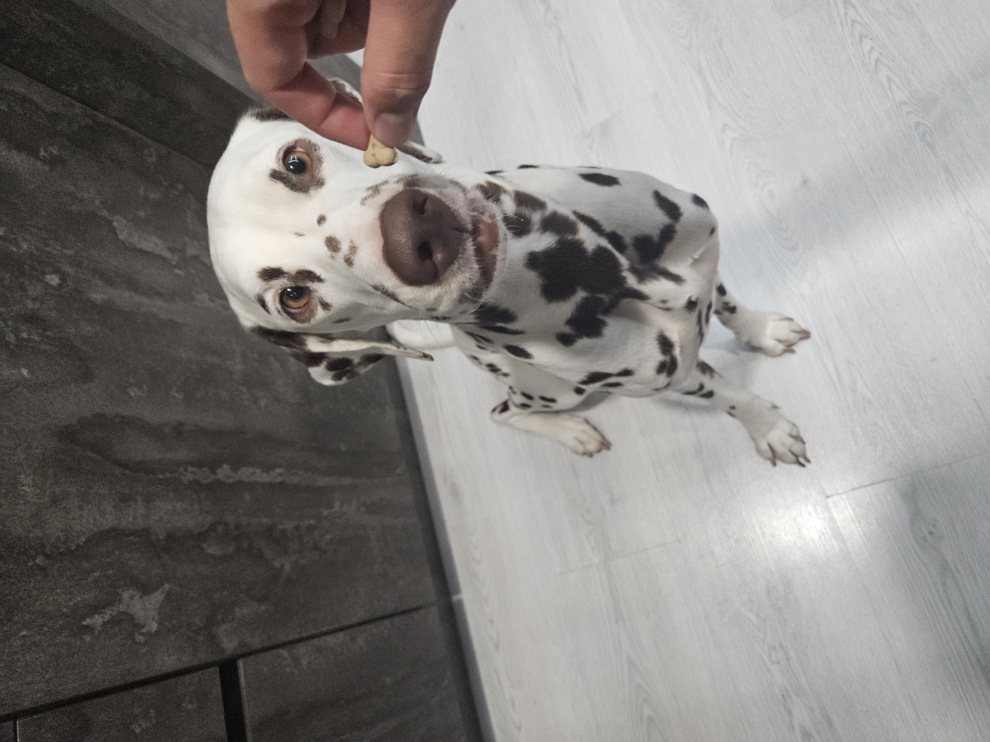 An overhead, tilted shot captures a moment indoors in Elin Pelin, Bulgaria, featuring a Dalmatian dog and a human hand. A white Dalmatian, with distinctive brown spots, is the primary subject, looking intently upwards at a small, light-colored dog treat held by a human hand. The hand is positioned centrally, just above the dog's snout. The dog's brown eyes are focused on the treat, conveying anticipation and attentiveness. Its pinkish-brown nose is prominent, and its mouth is slightly agape. The dog appears to be in a sitting or crouched position on a light-colored, possibly wooden or laminate floor. The setting also includes a darker, textured surface, possibly another type of flooring or a rug, visible on the left side of the frame. The lighting in the image suggests it is daytime. There is no visible text in the image.