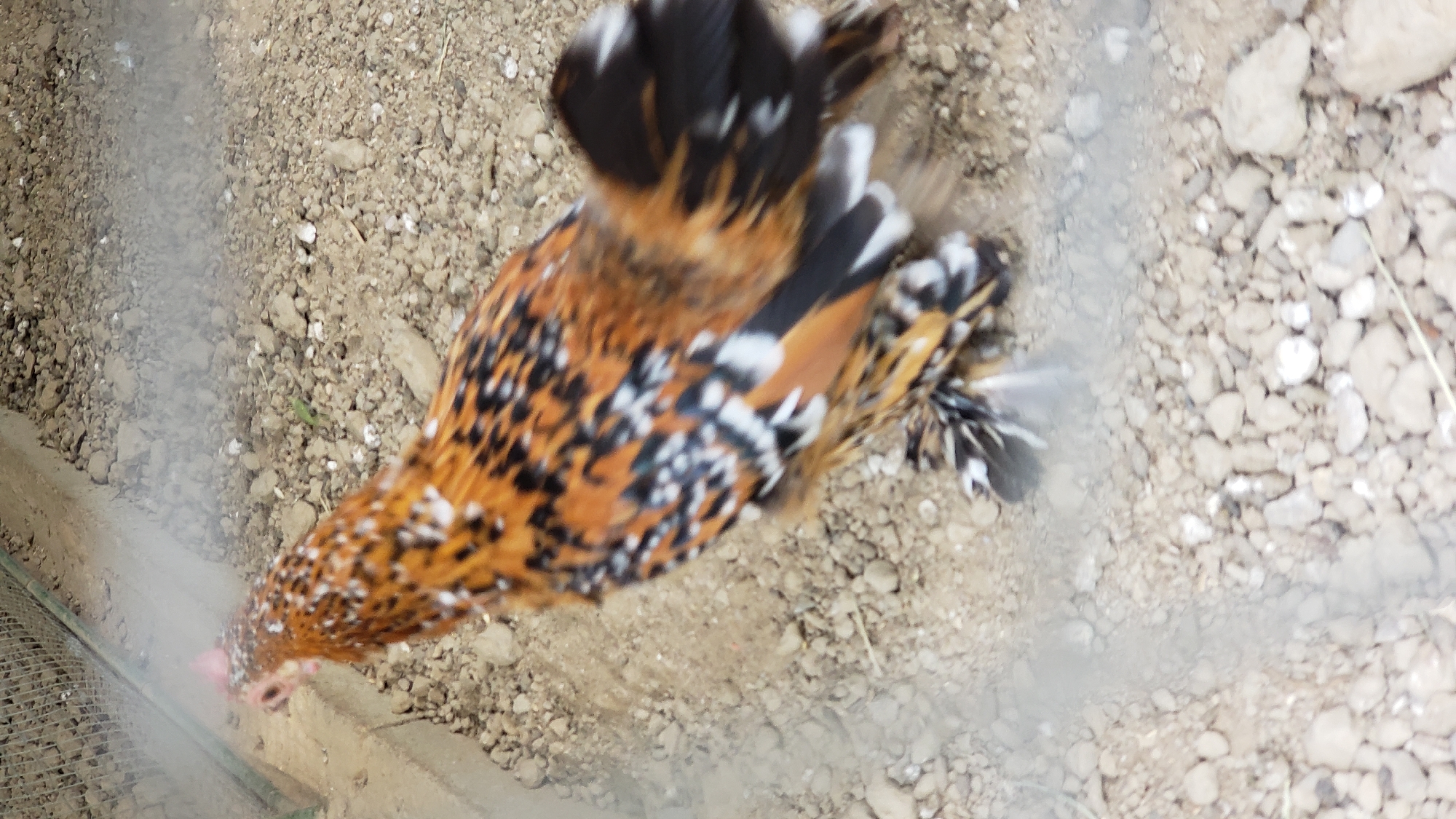 In an outdoor dirt enclosure, a bird with intricately patterned feathers is pecking at the ground. The bird displays a mix of warm brown, black, and white markings, particularly noticeable on its wings and tail. Its head is down, focused on the ground, with its beak in proximity to a small, pinkish object, possibly food. The ground is a textured mix of soil and small stones, with a visible wooden border along the left side, suggesting a confined area. A green mesh fence runs along the bottom left of the frame. There are some hazy, white elements in the air around the bird, which could indicate dust or a mist. The lighting suggests it is daytime. The overall scene is natural and rustic.