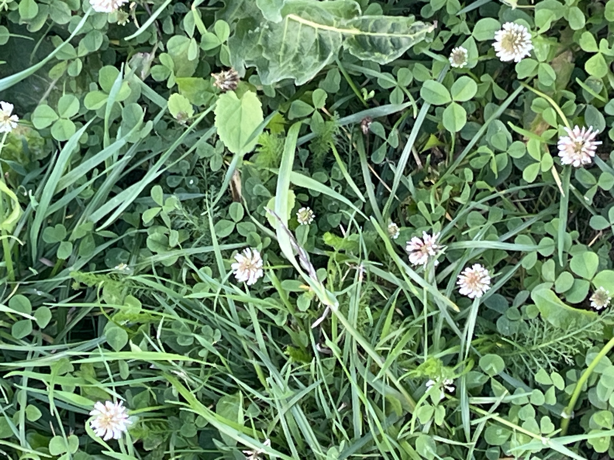 The image depicts a close-up, overhead view of a patch of green grass and clover. Several small white clover flowers are visible, along with blades of grass and clover leaves. The scene appears to be outdoors, in a natural setting, possibly a lawn or field. There are no people or animals present, and no objects other than the flora. The lighting suggests it is daytime, with some shadows indicating sunlight. The environment is consistent with a park or garden area within the city of Il'ino, Russia, characterized by its lush greenery.