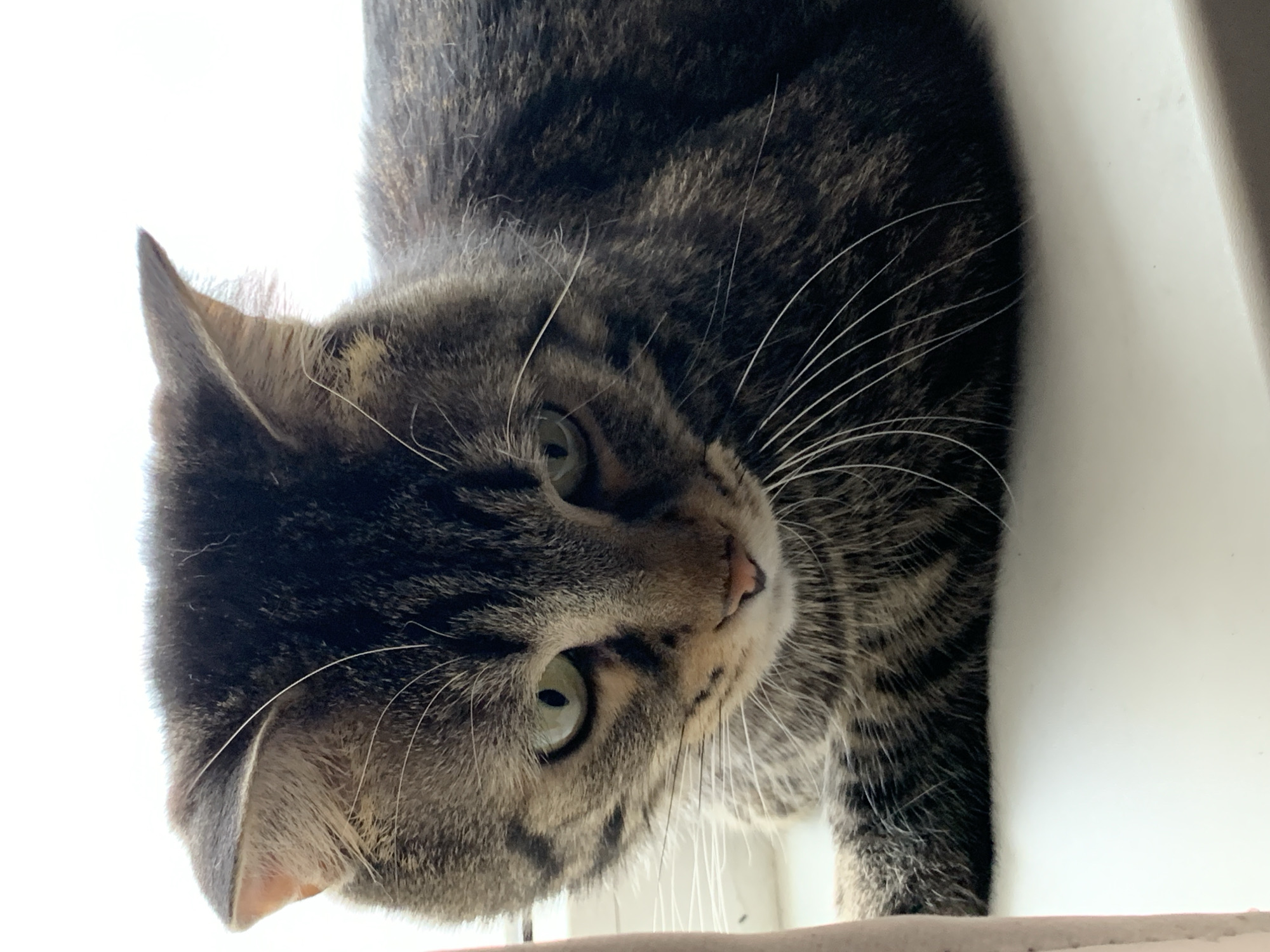 A close-up, eye-level shot shows a tabby cat resting on a white surface, possibly a windowsill. The cat is facing slightly downward and to the left, with its head tilted. Its fur is a mix of brown, black, and gray stripes. The cat has prominent white whiskers and green eyes. The background is a bright, indistinct white, suggesting it is facing a light source. The overall impression is one of a relaxed domestic animal. There is no indication of the city of Stavropol, Russia, or any specific urban environment in the image.